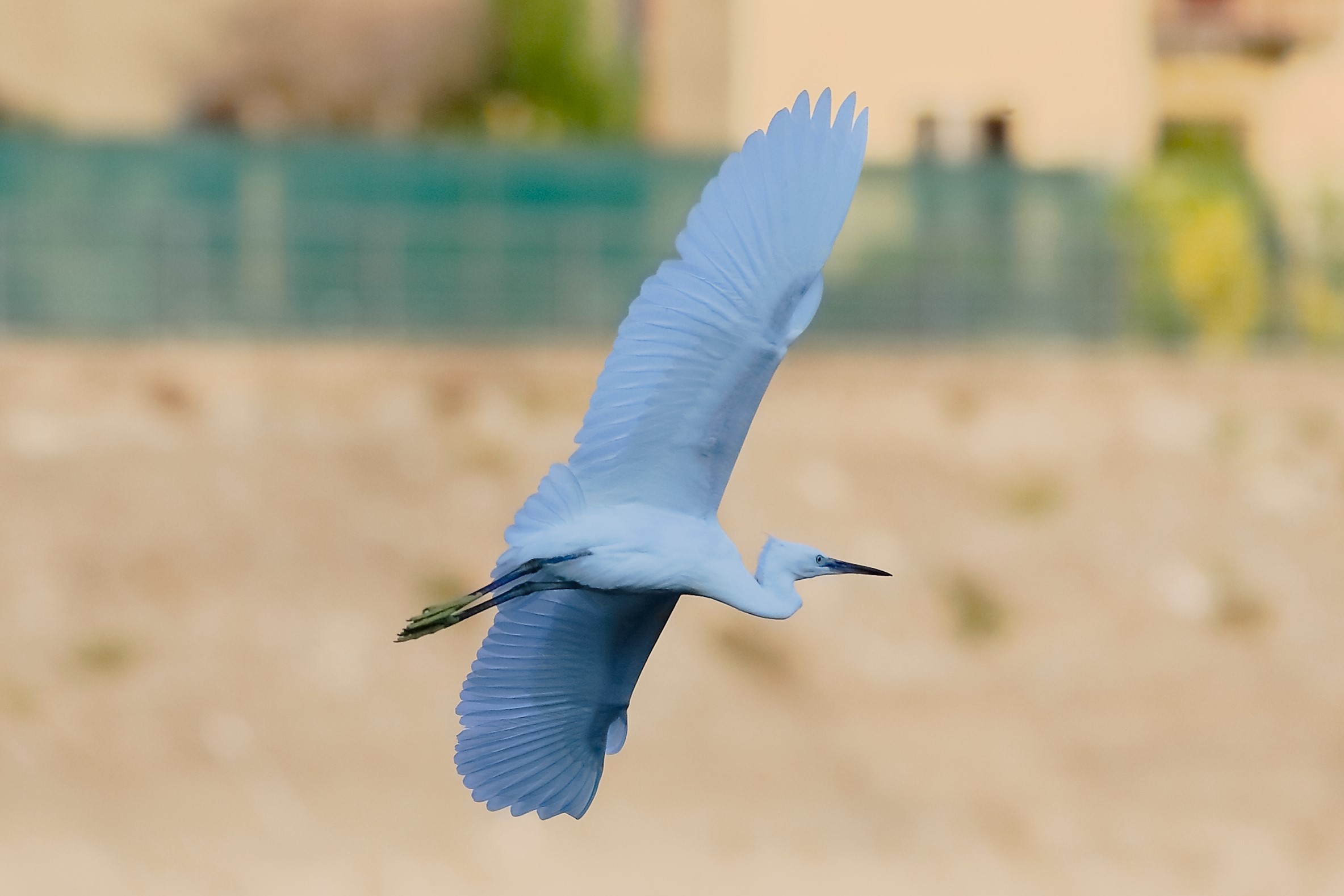 Little Egret 29-09-2023