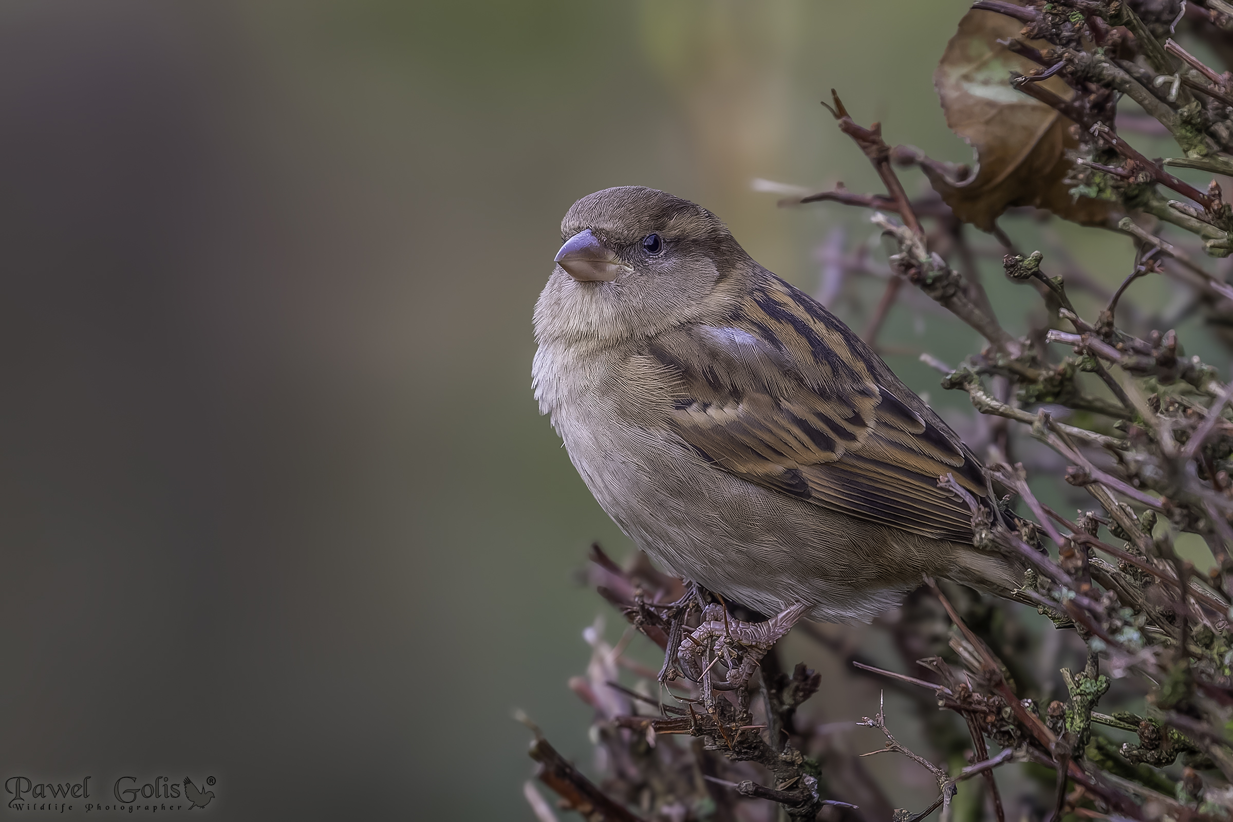 Passero domestico (Passer domesticus)