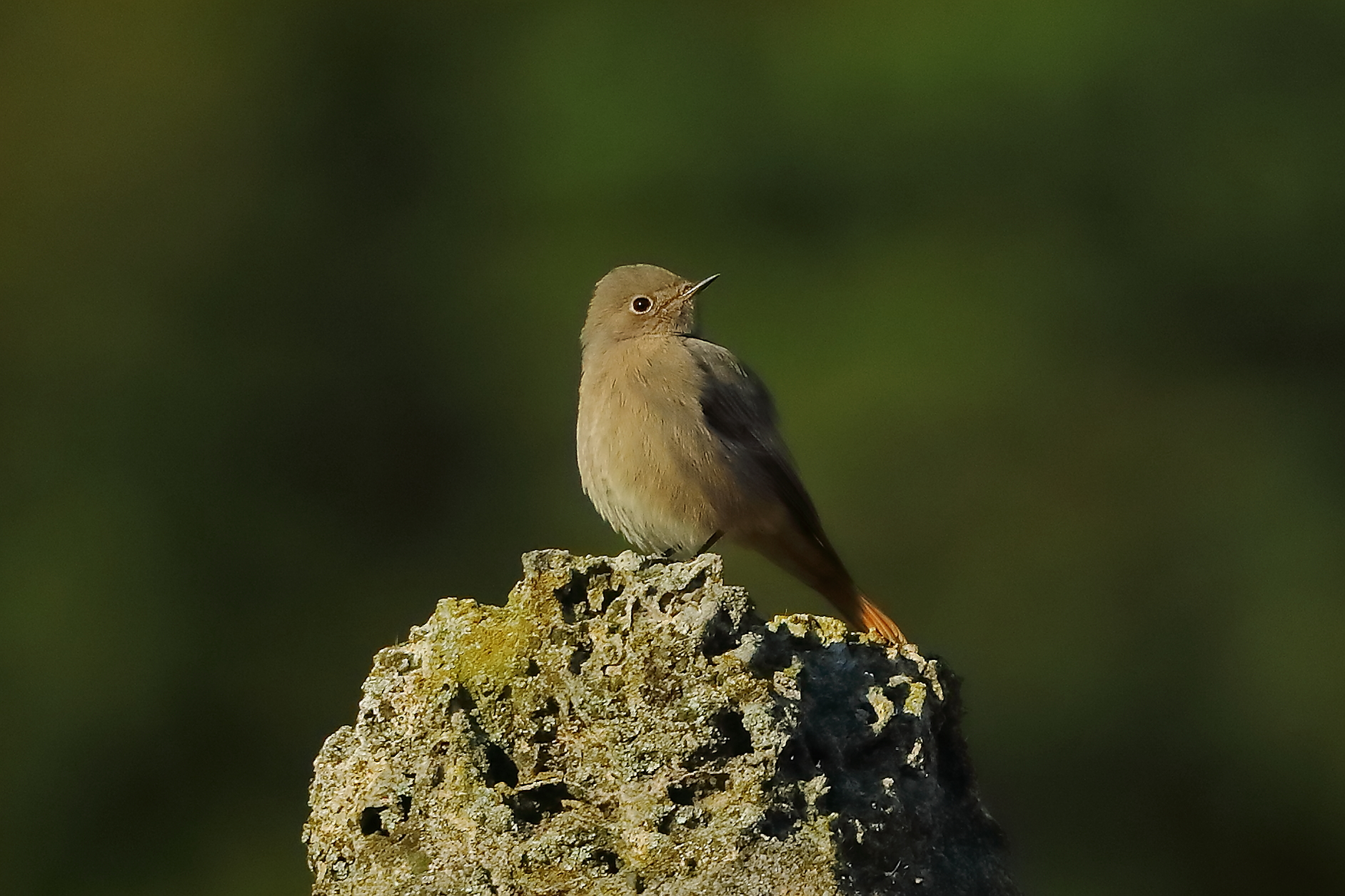 Redstart F 28-10-2023