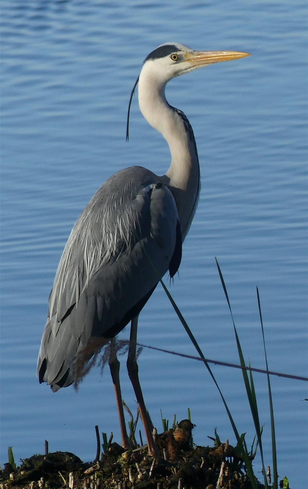 maschio di airone cenerino