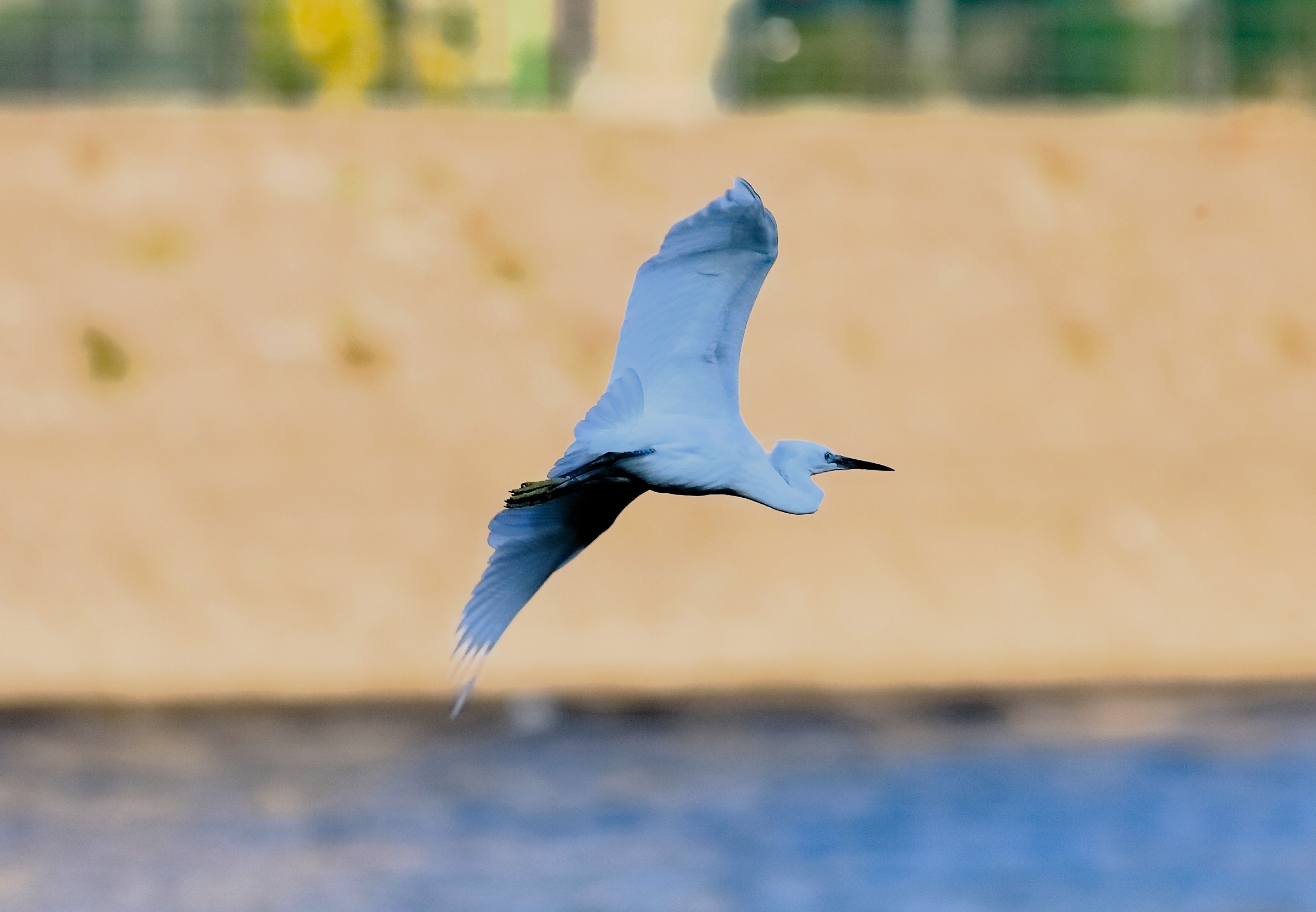 Little Egret 29-09-2023
