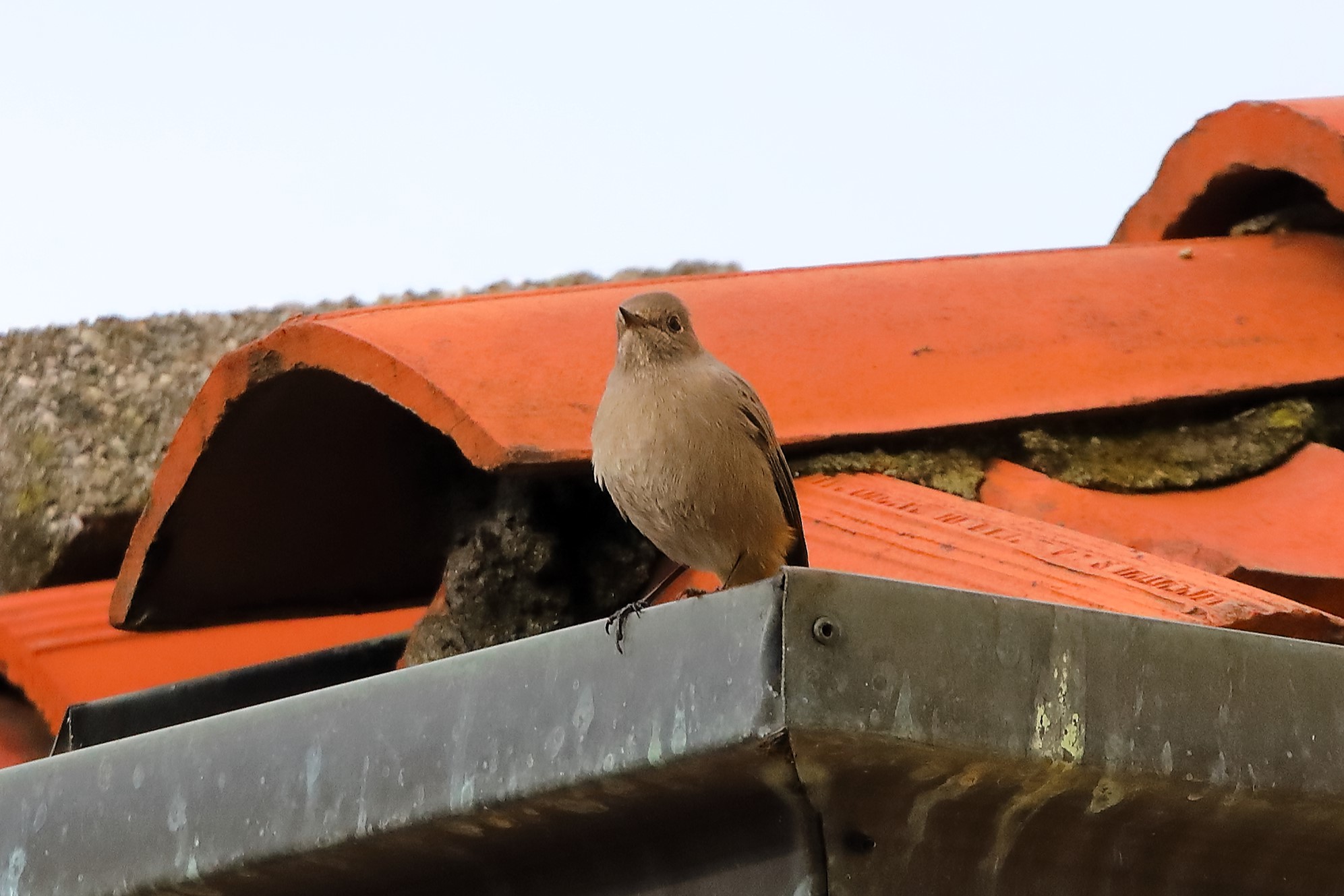Redstart F 31-10-2023
