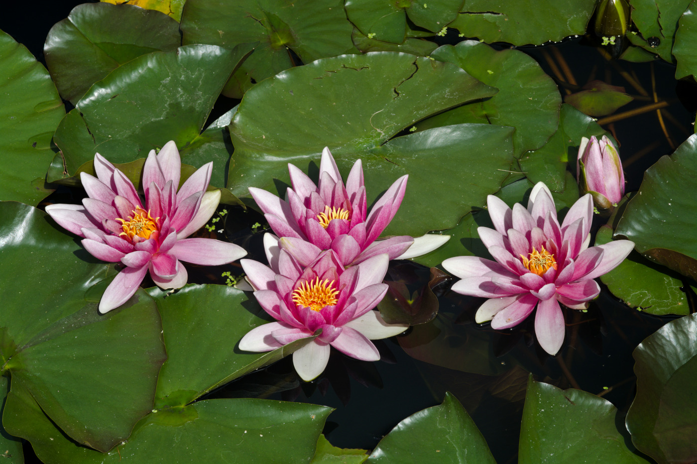 Water lily