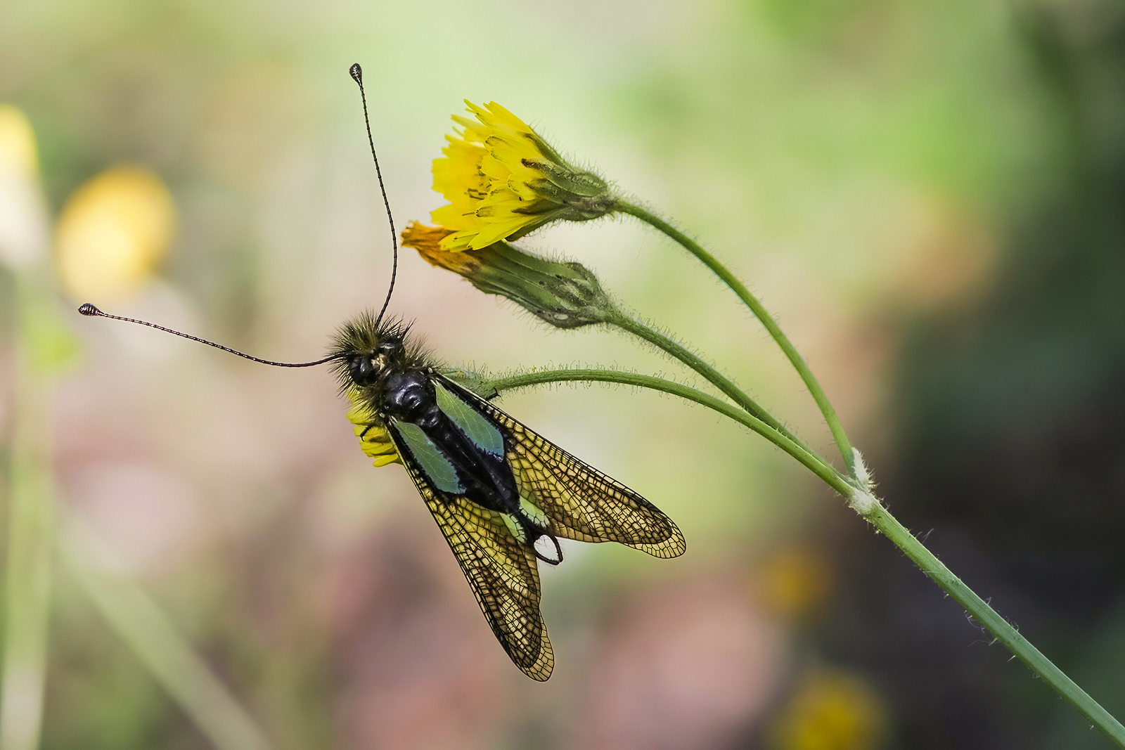 Libelloides coccajus