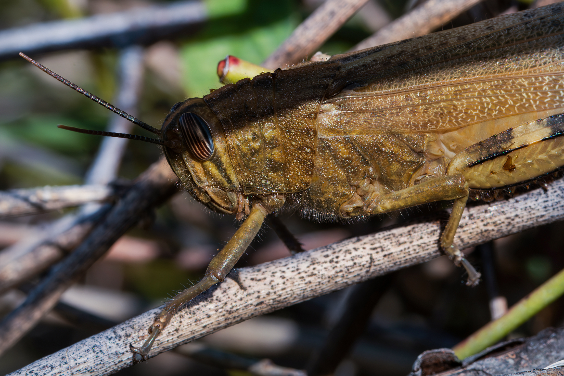 Anacridium aegyptium (Egyptian locust)