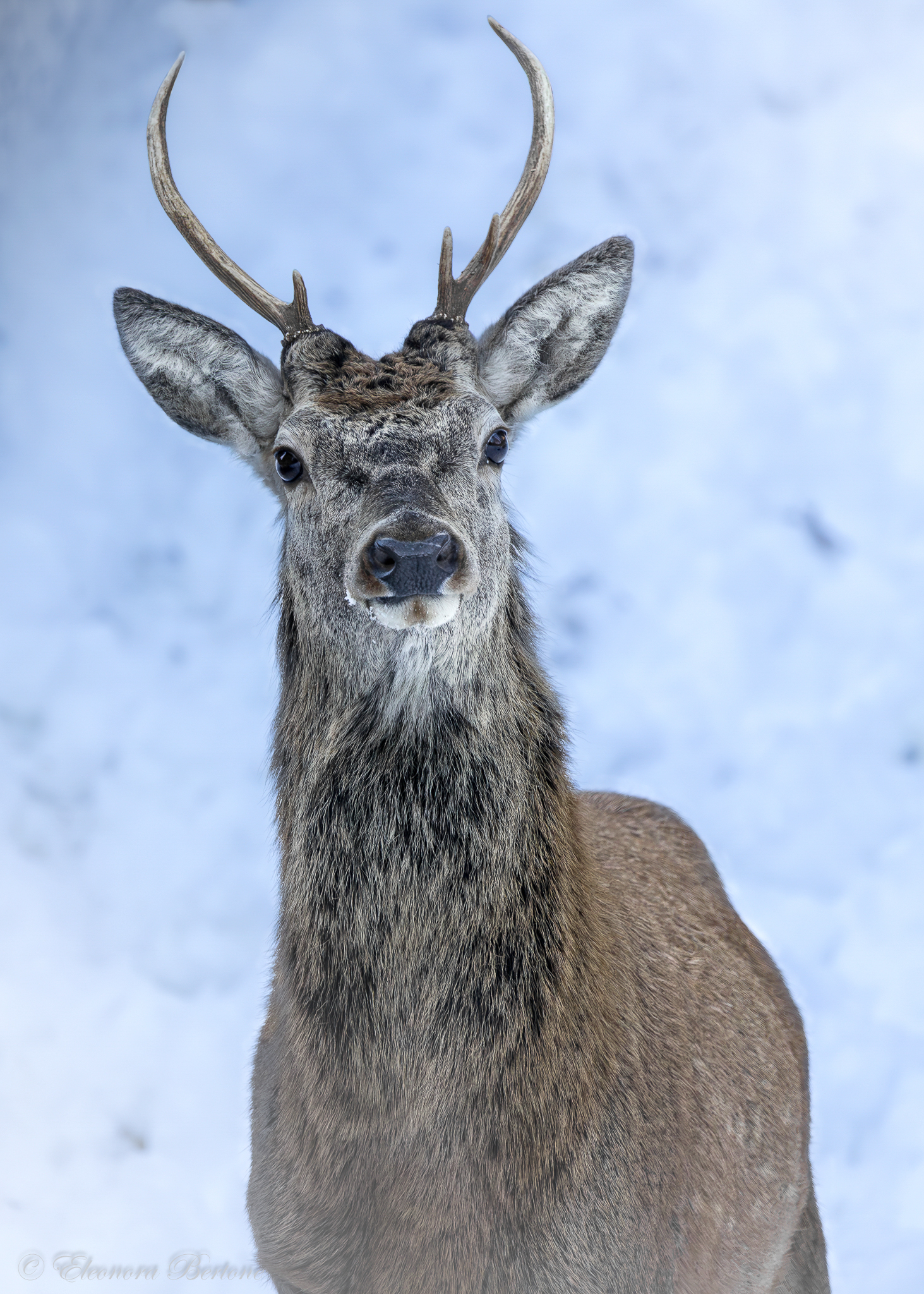 Portrait of a deer