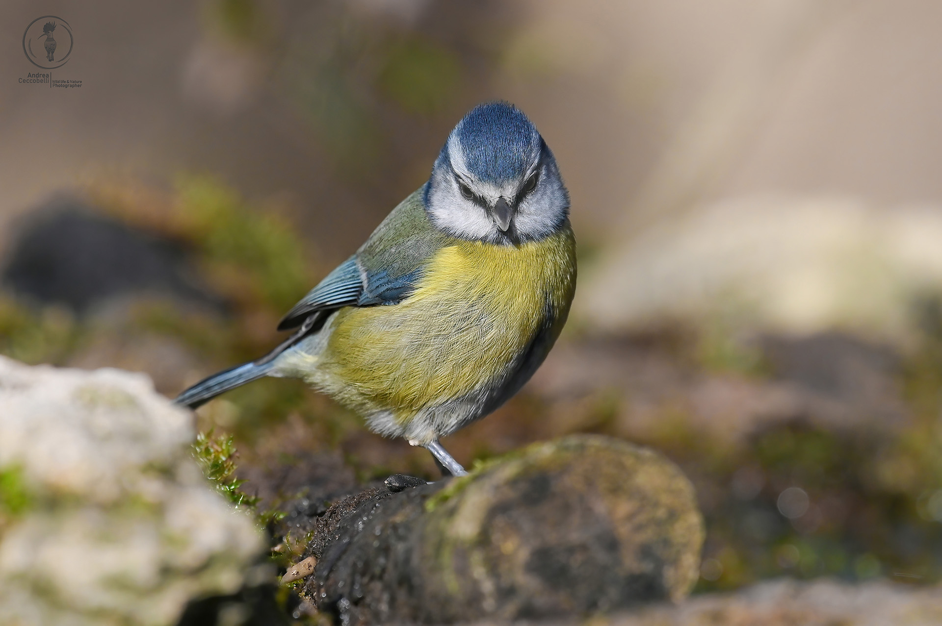 Cinciarella - Cyanistes caeruleus