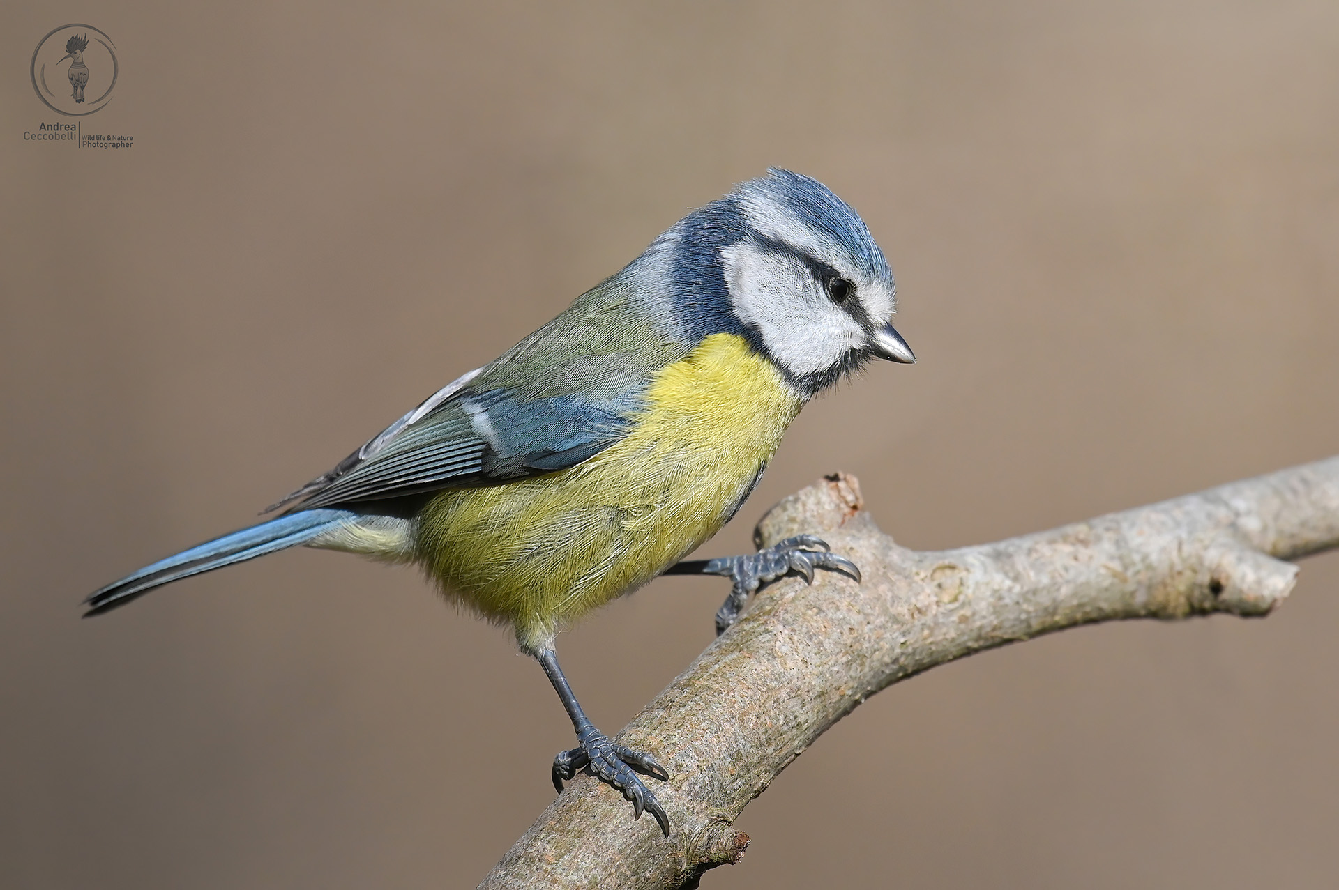Cinciarella - Cyanistes caeruleus