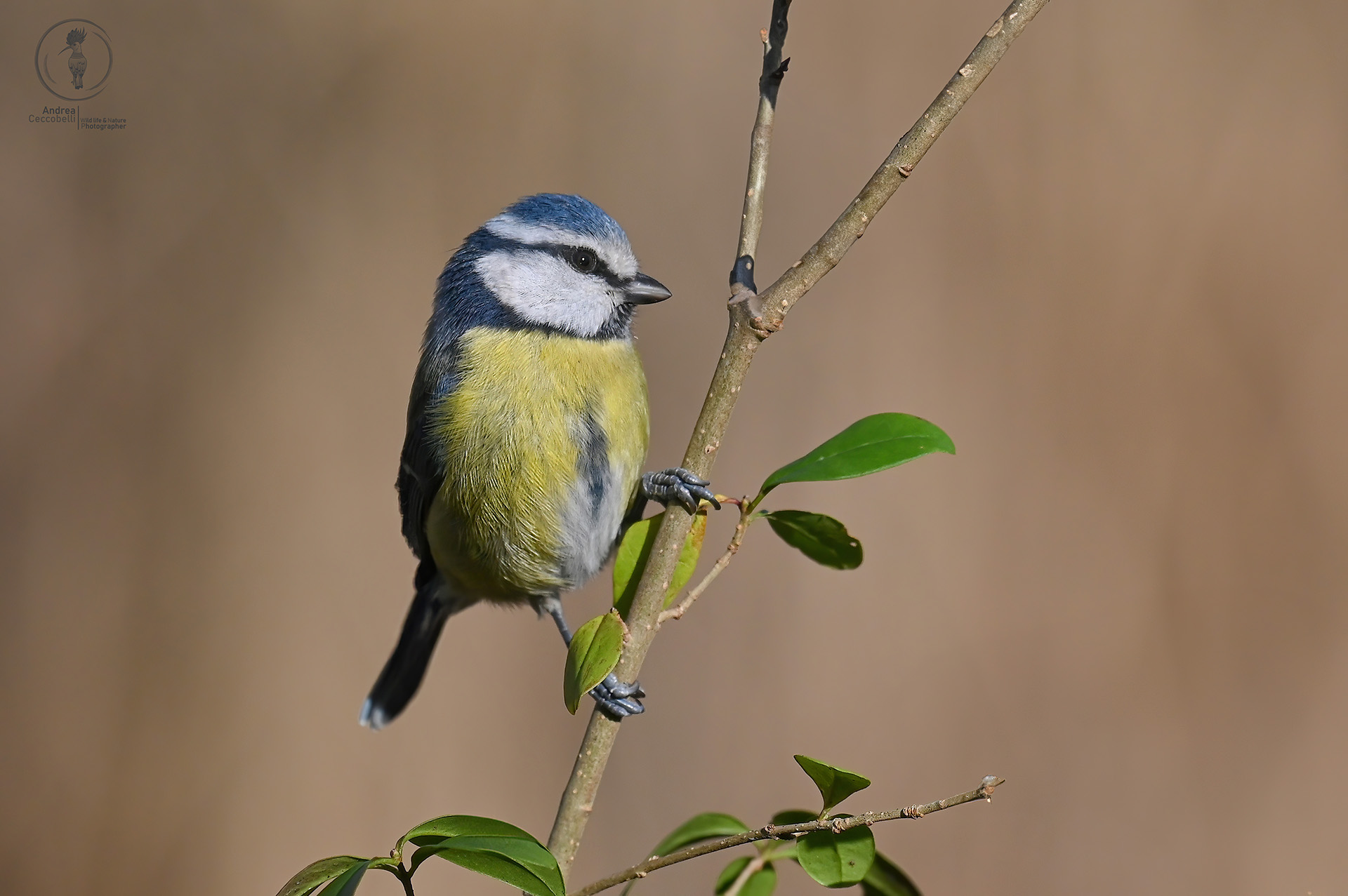 Cinciarella - Cyanistes caeruleus