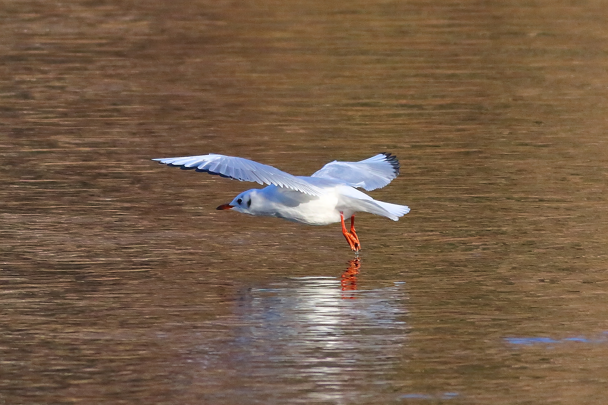 Seagull January 04, 2024