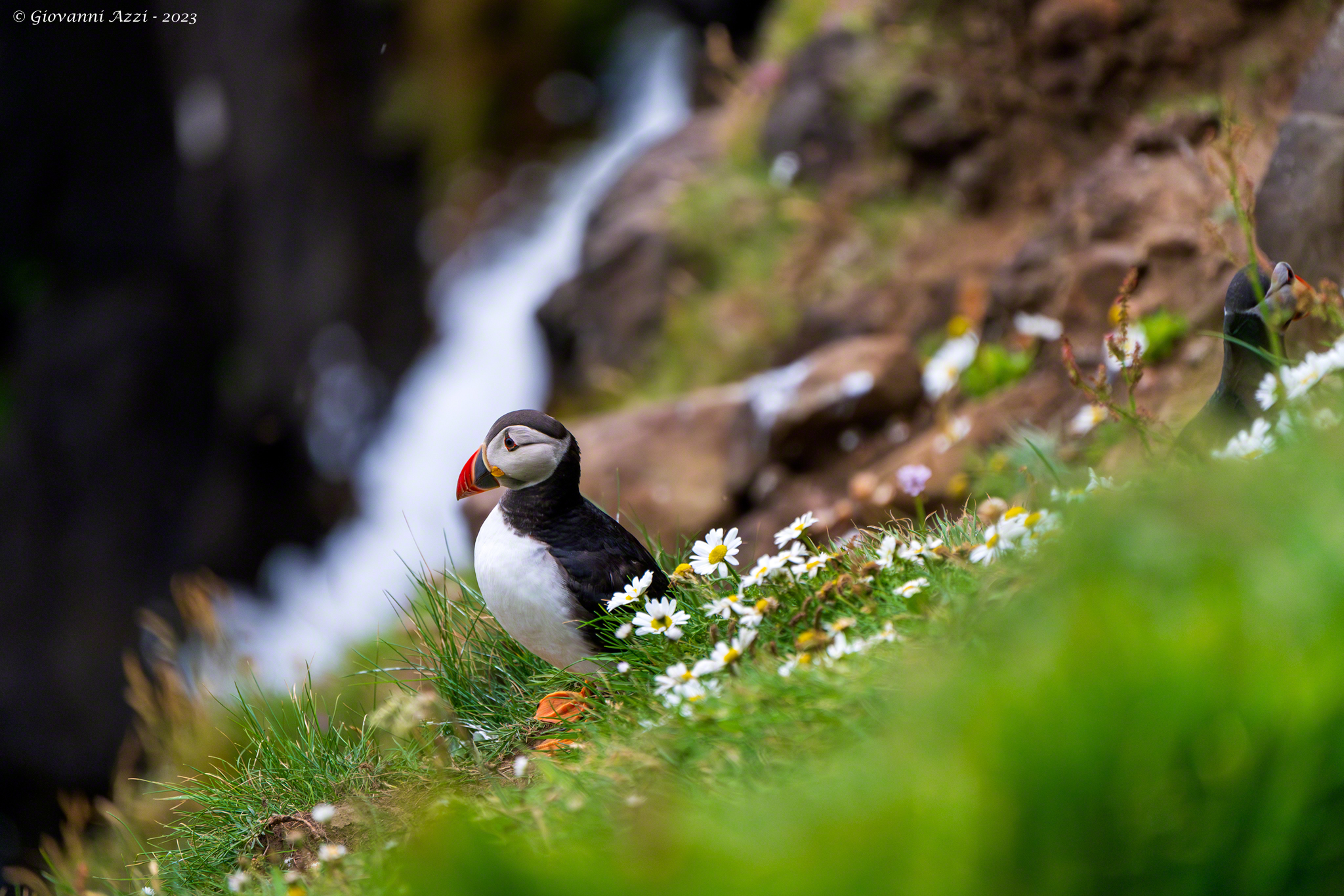 Puffin between flowers and waterfall