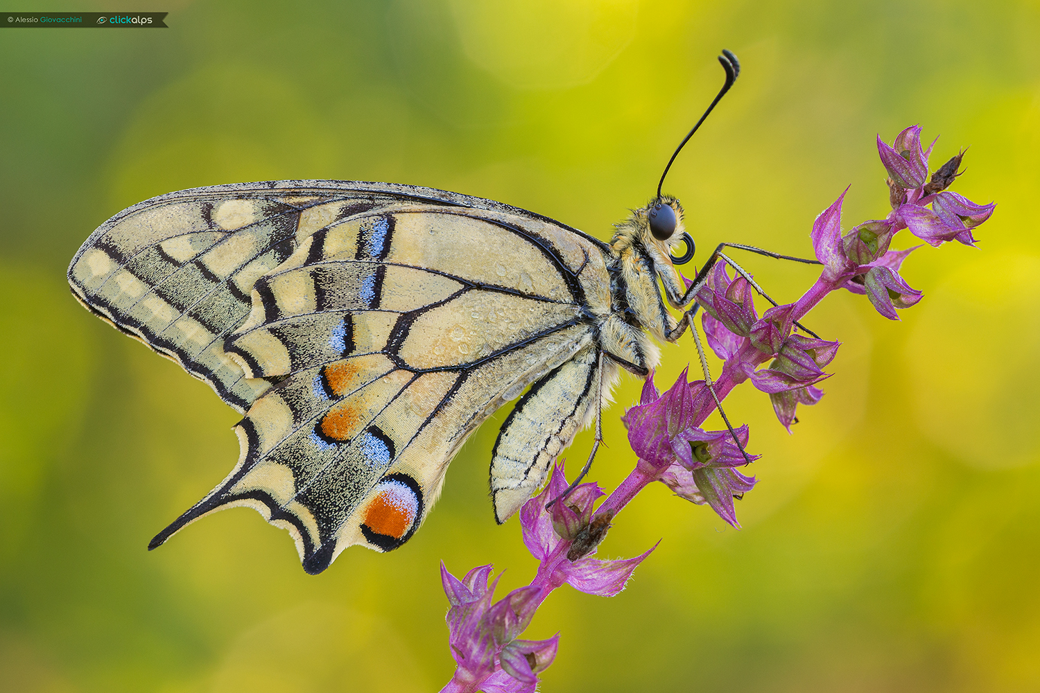 Papilio machaon