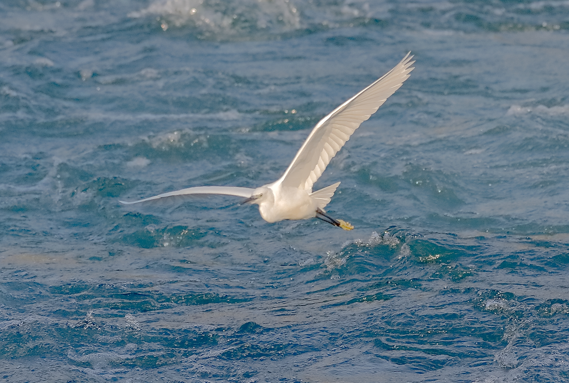 Little Egret 29-09-2023