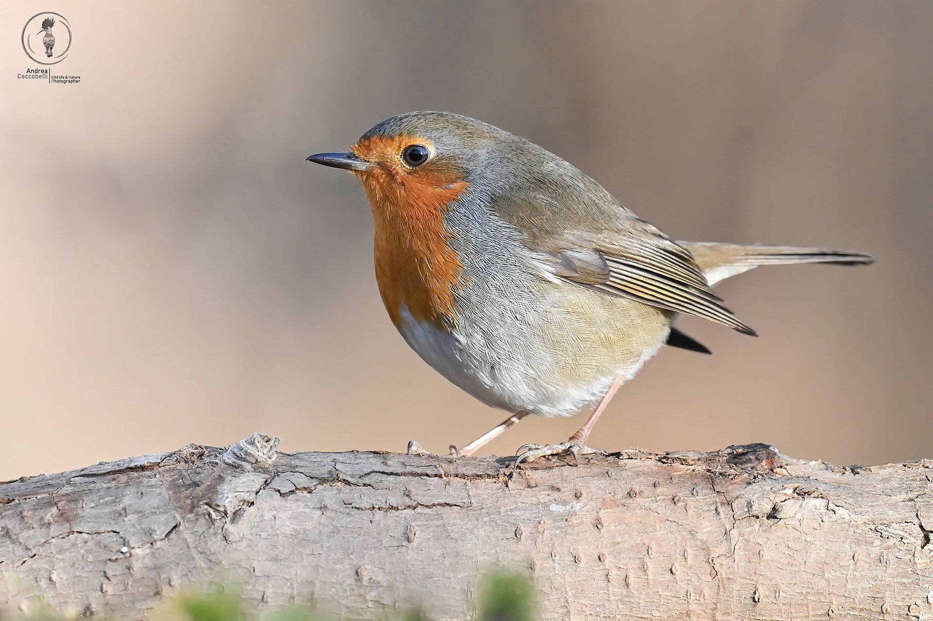 Pettirosso - Erithacus rubecula