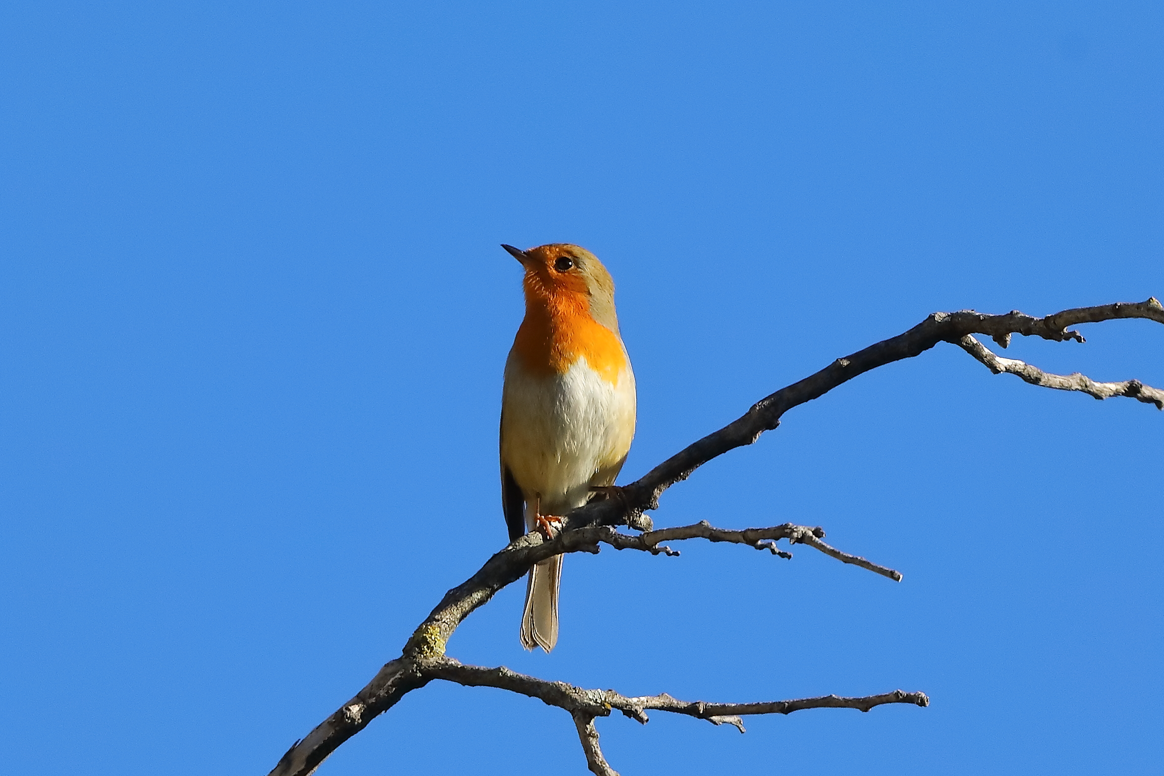 Robin 05-11-2023