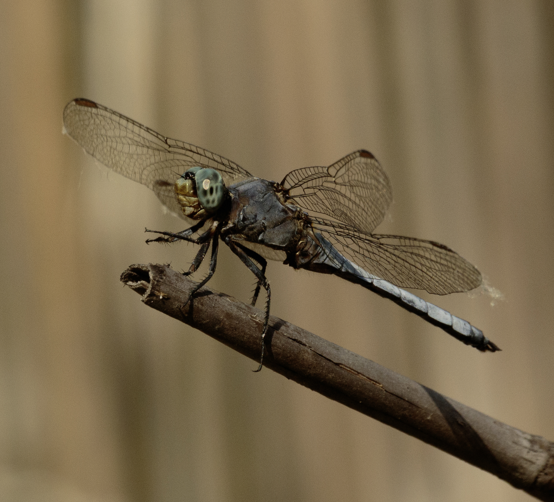 Libellula Frecciazzurra Oasi Lipu Cesano M. 17/07/2023