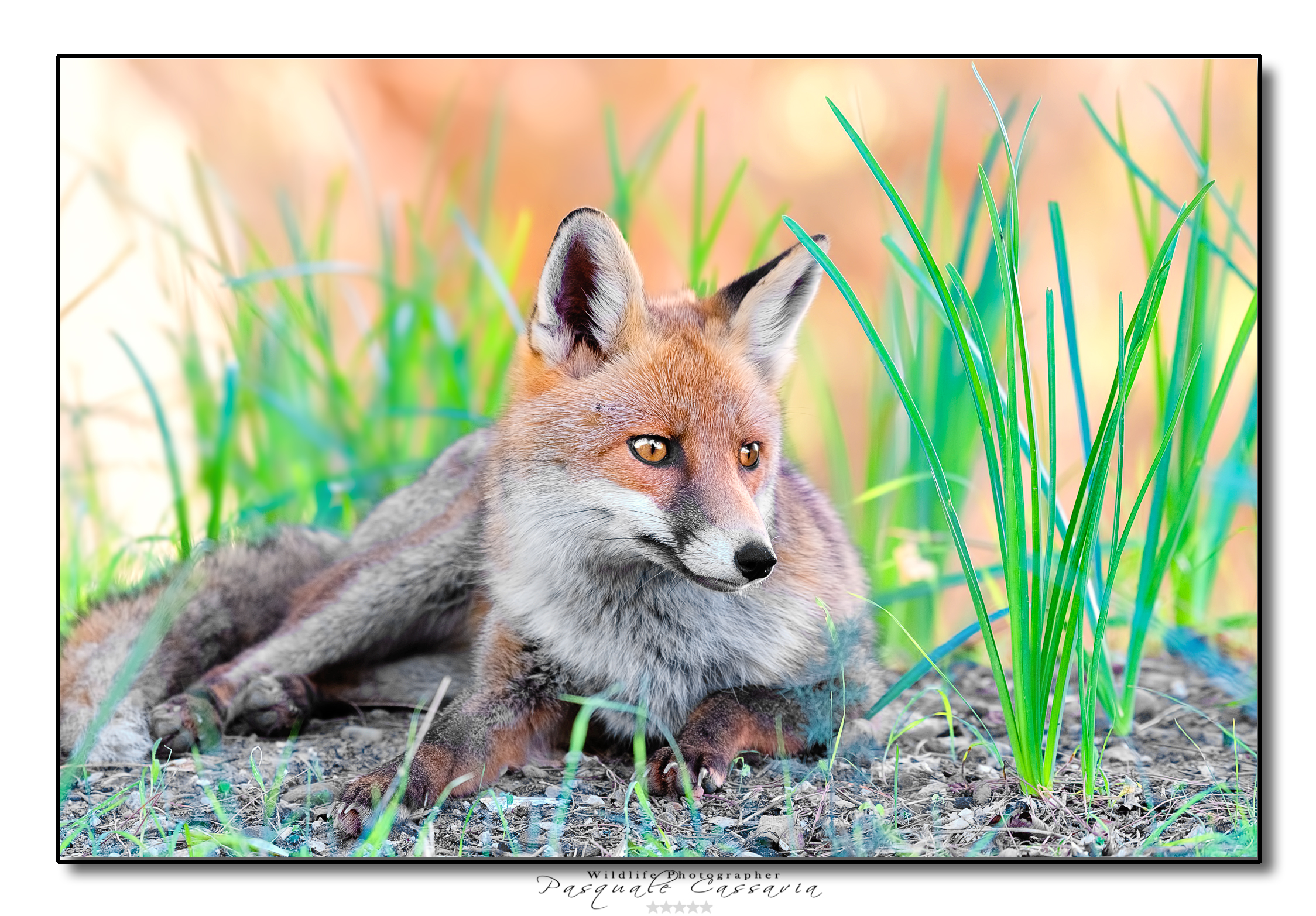 Fox