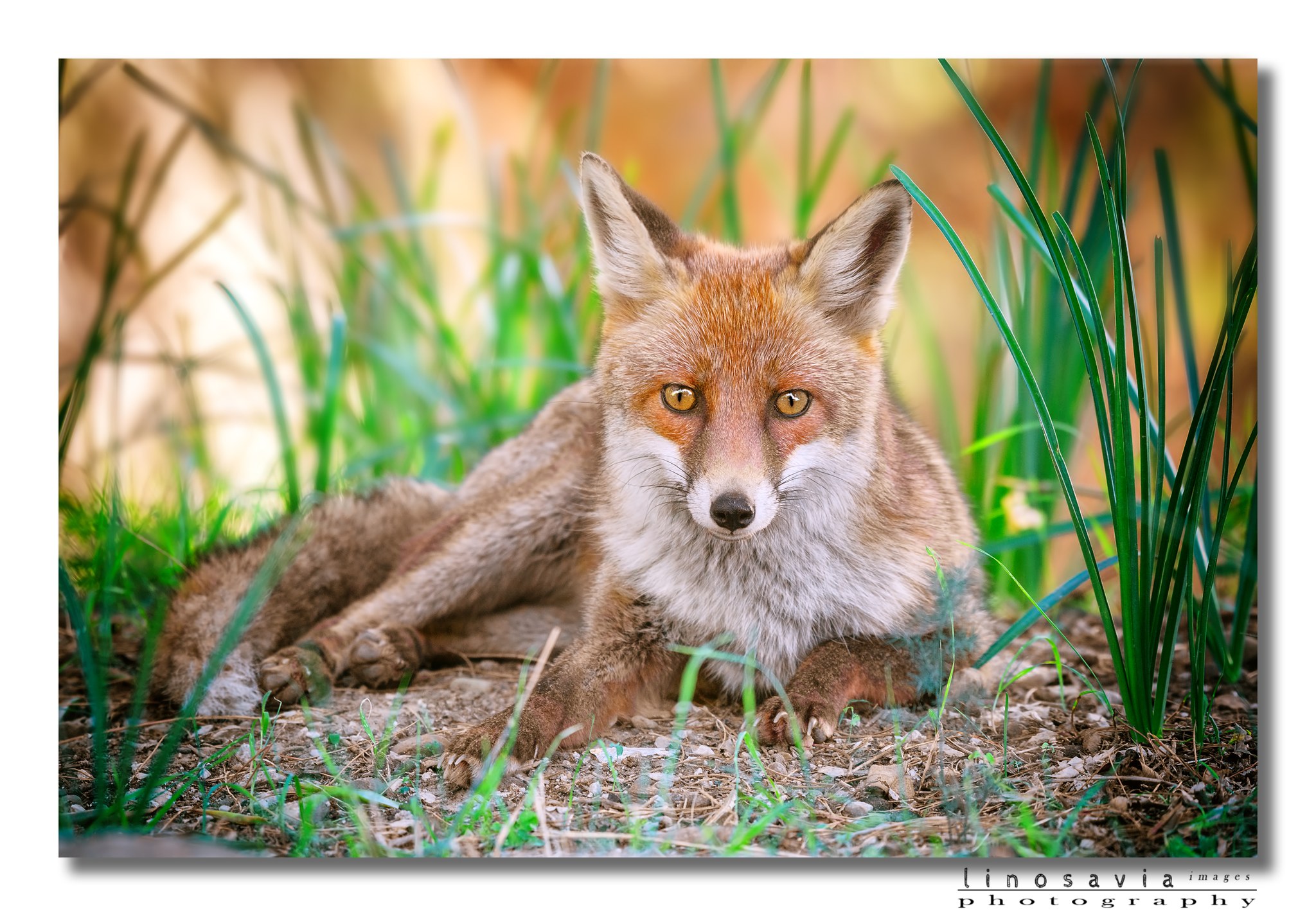 Fox