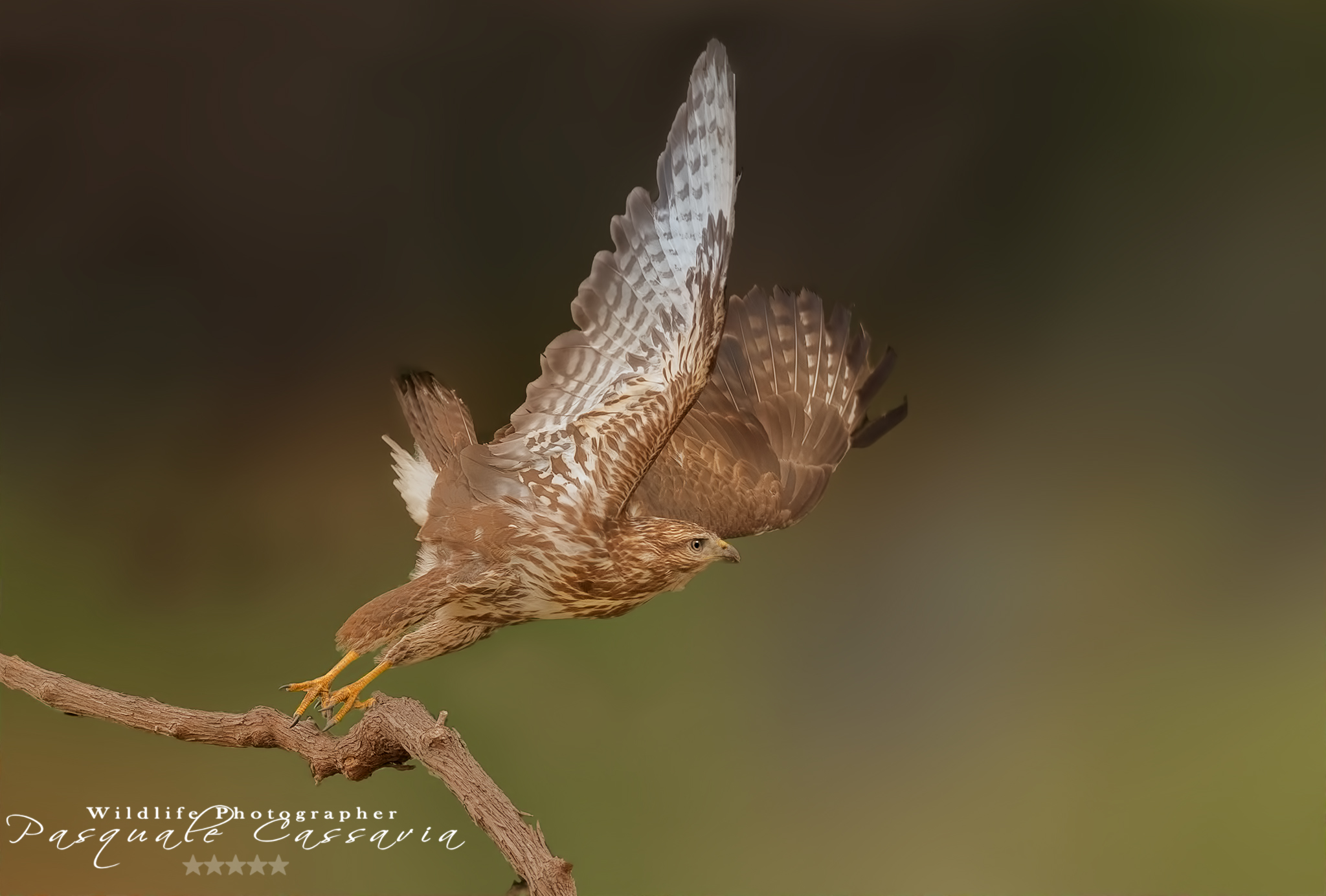 Buzzard