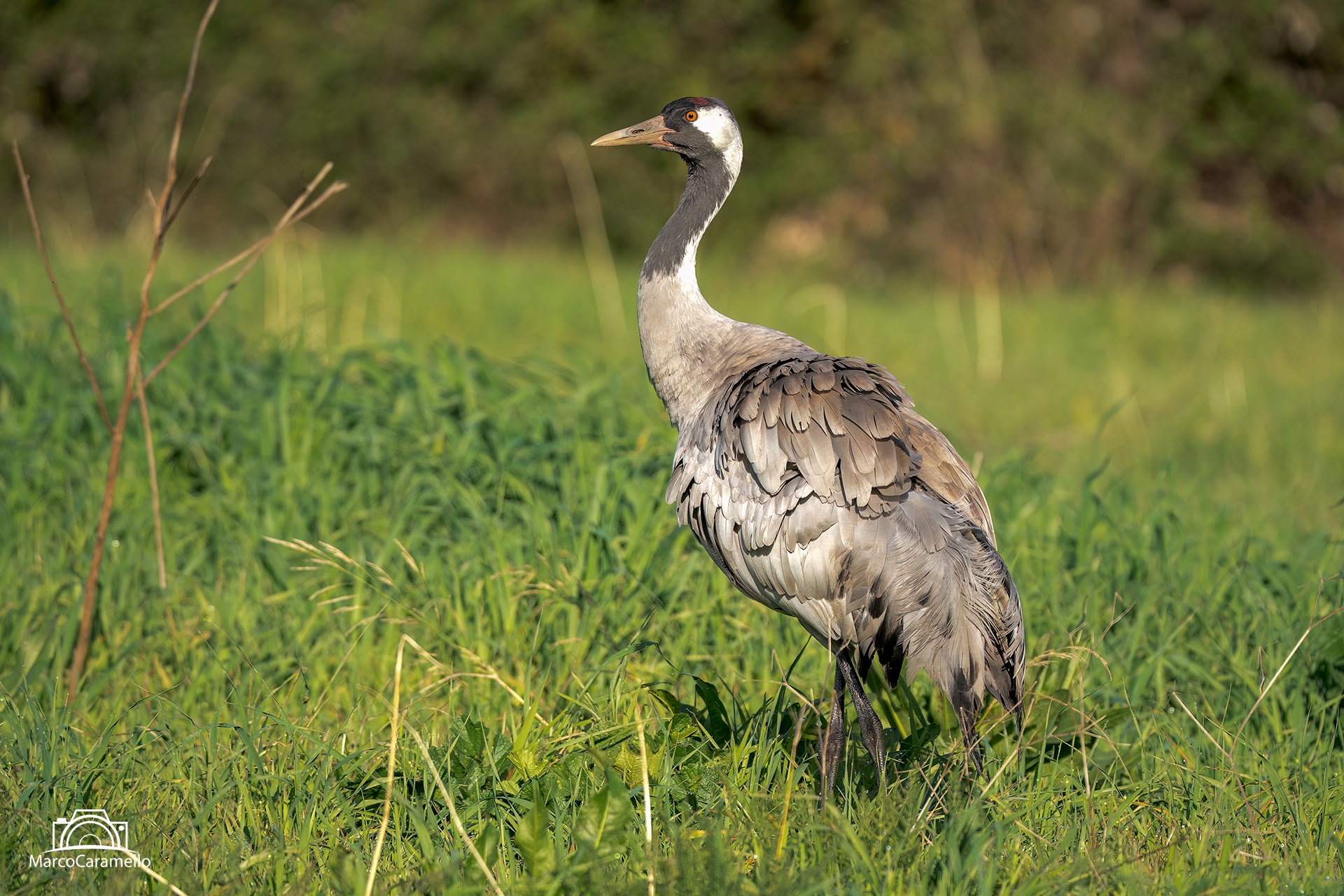Grey crane