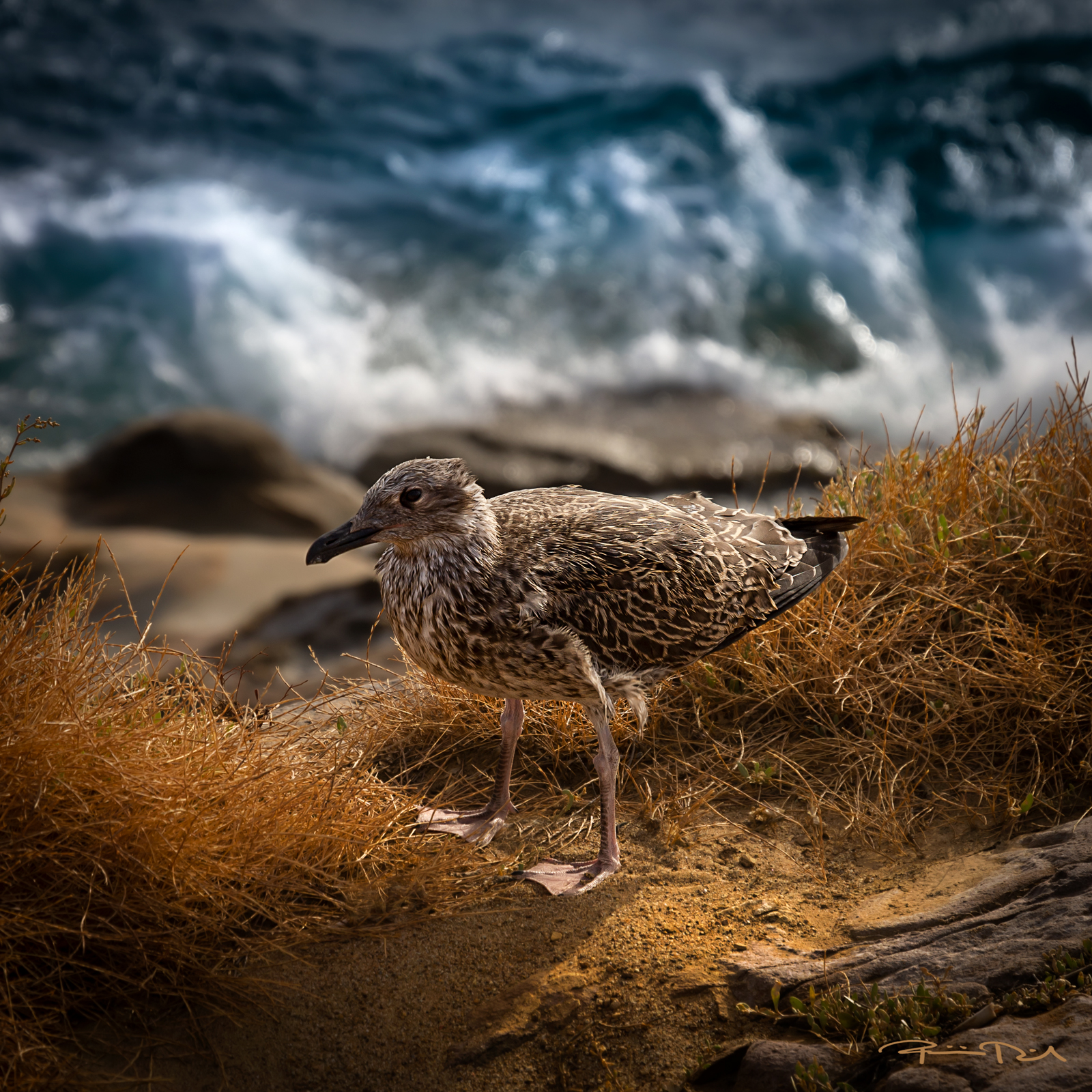 Seagull