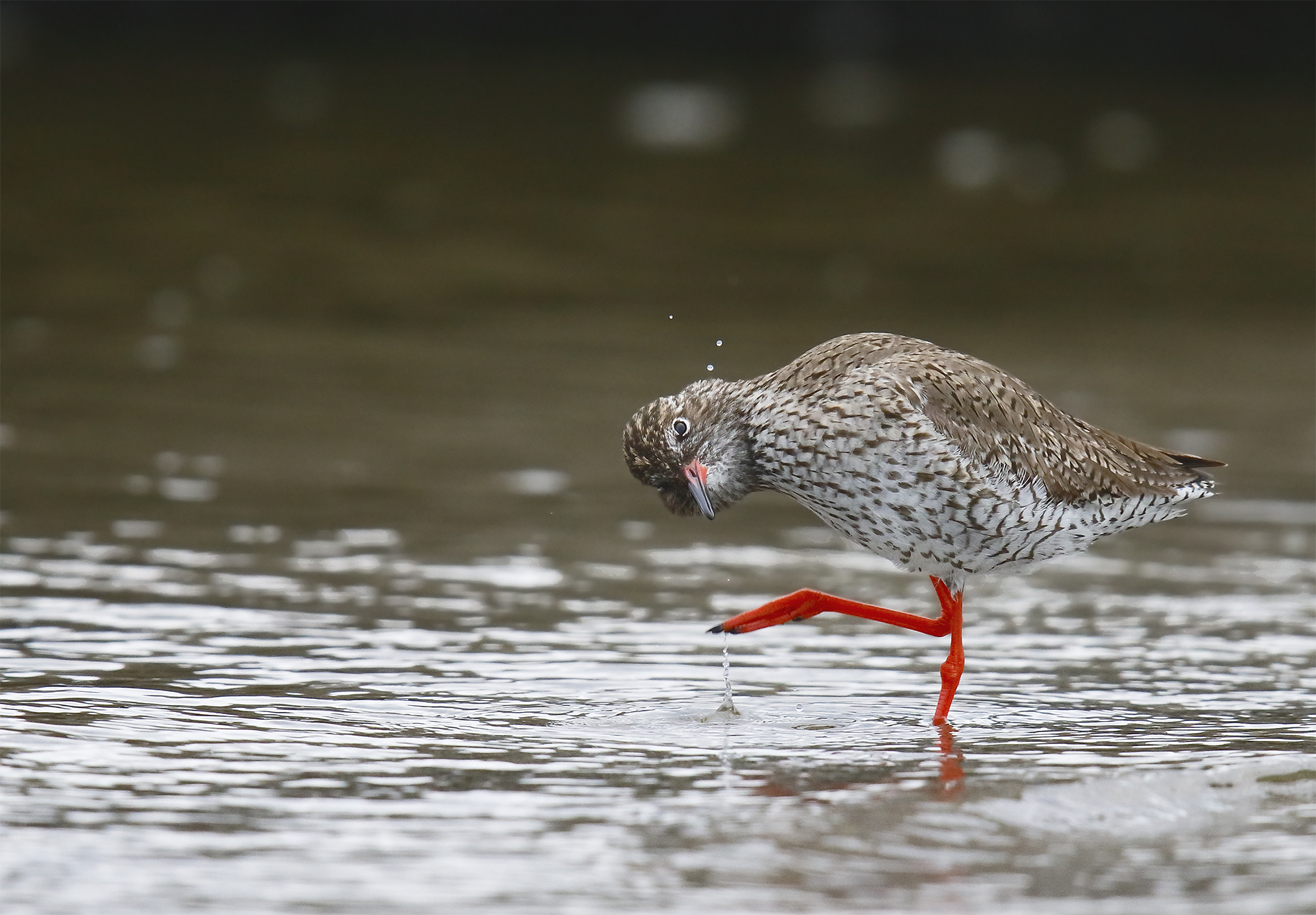 Spotted Redshank