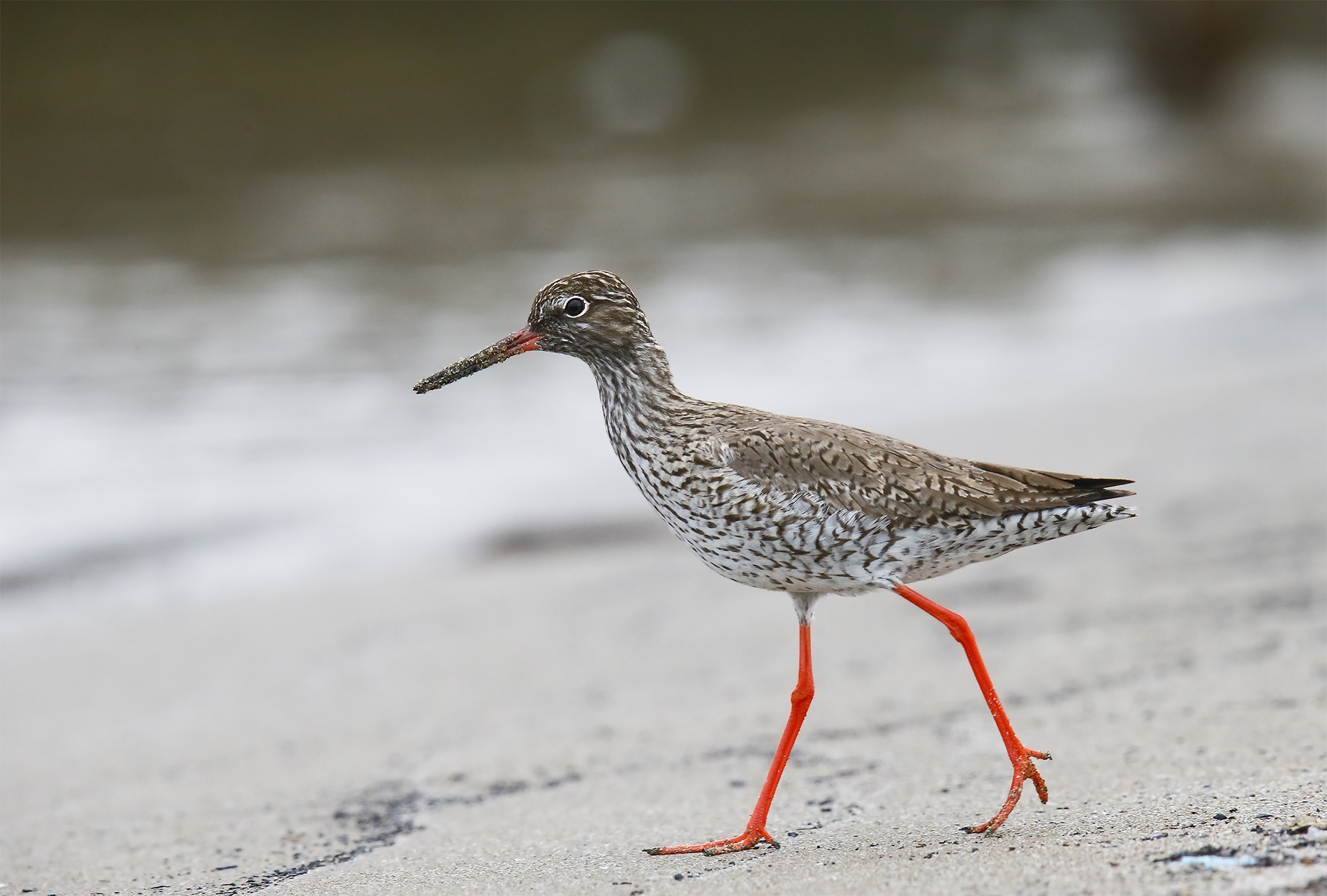 Spotted Redshank