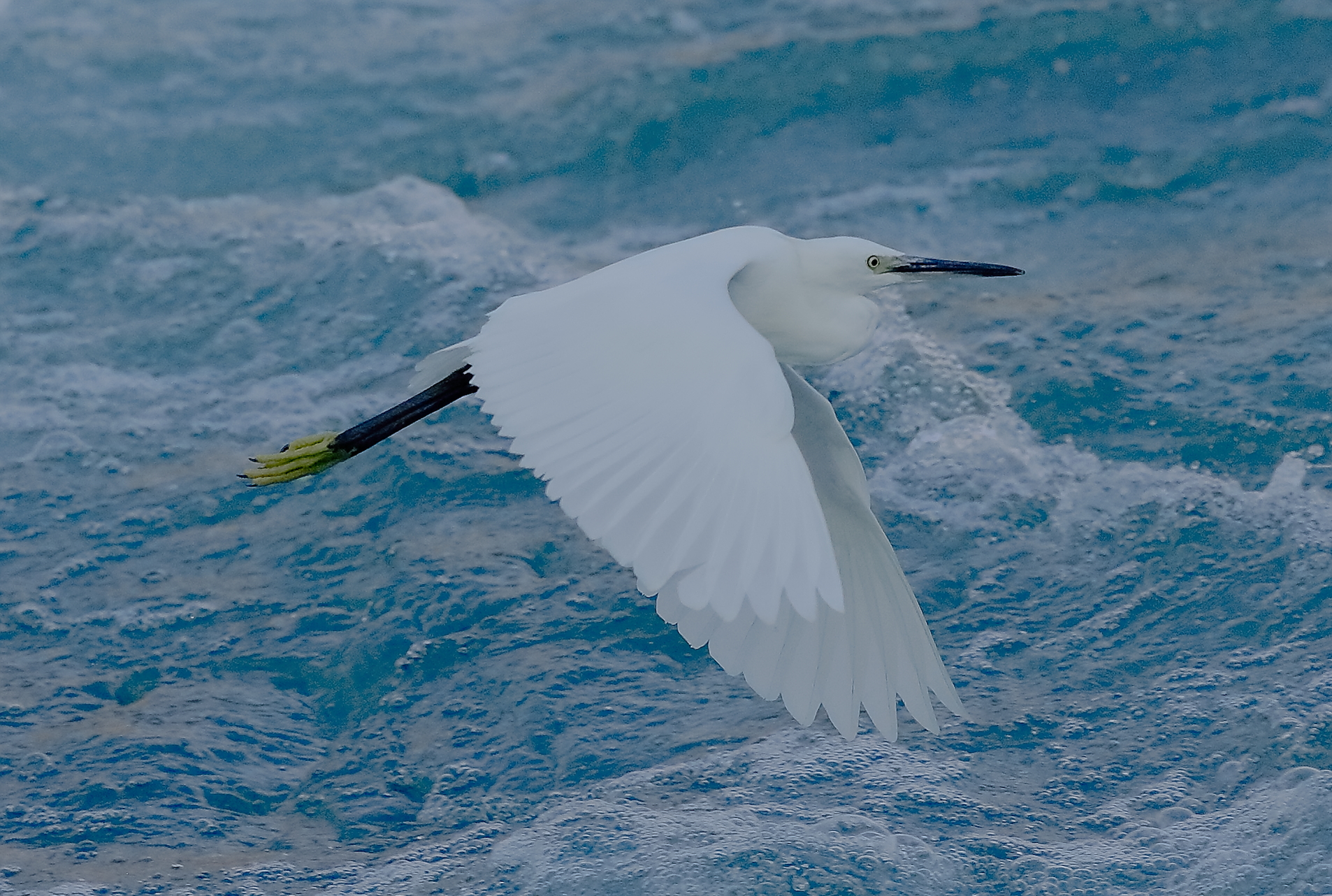 Little Egret 29-09-2023