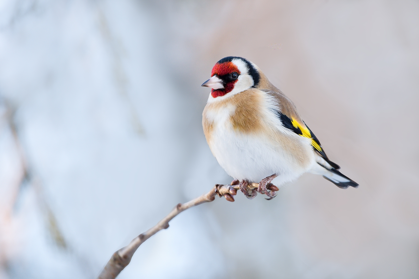 Cardellino europeo