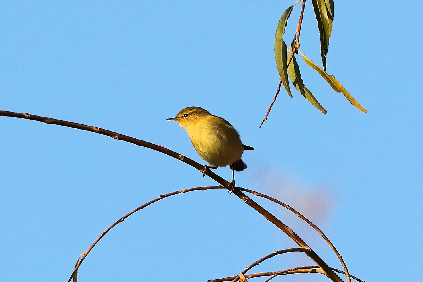 Him little 11 January 2024 - 5769