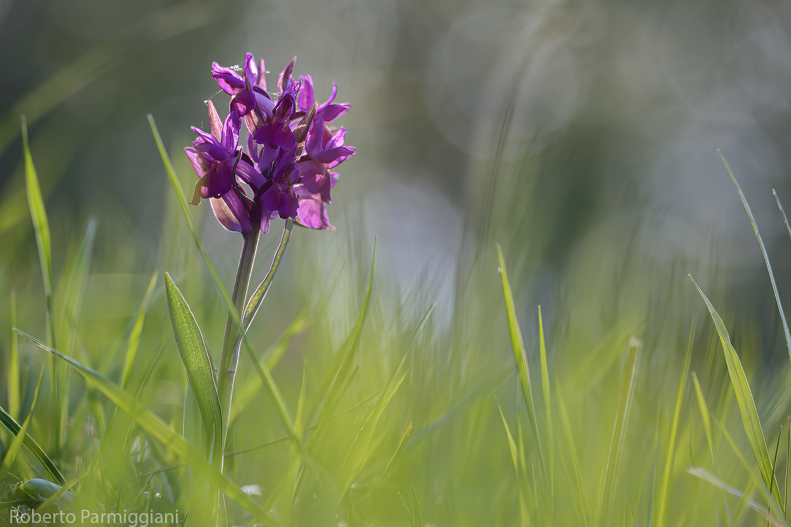 Dactylorhiza sambucina