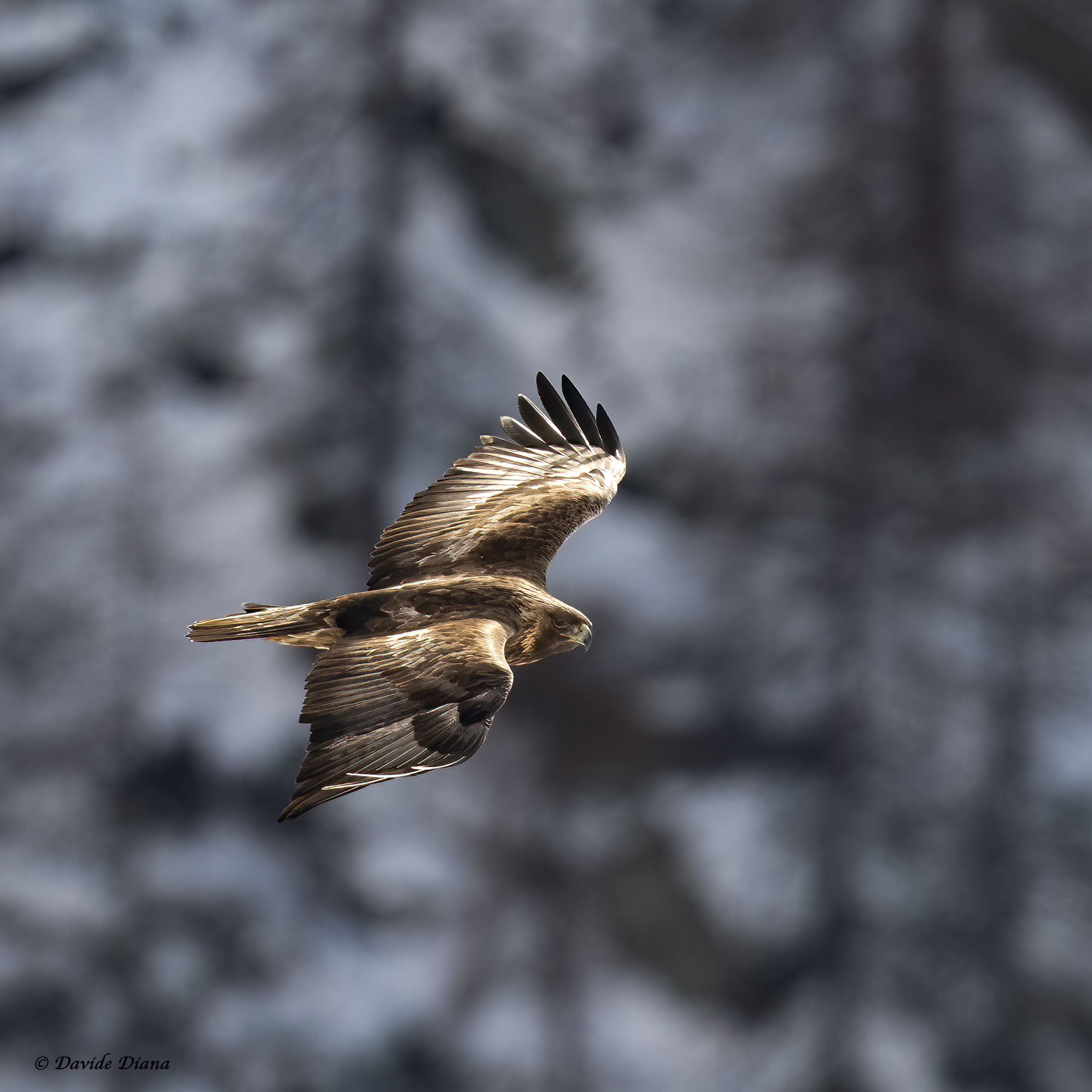 Aquila Reale - Gran Paradiso National Park