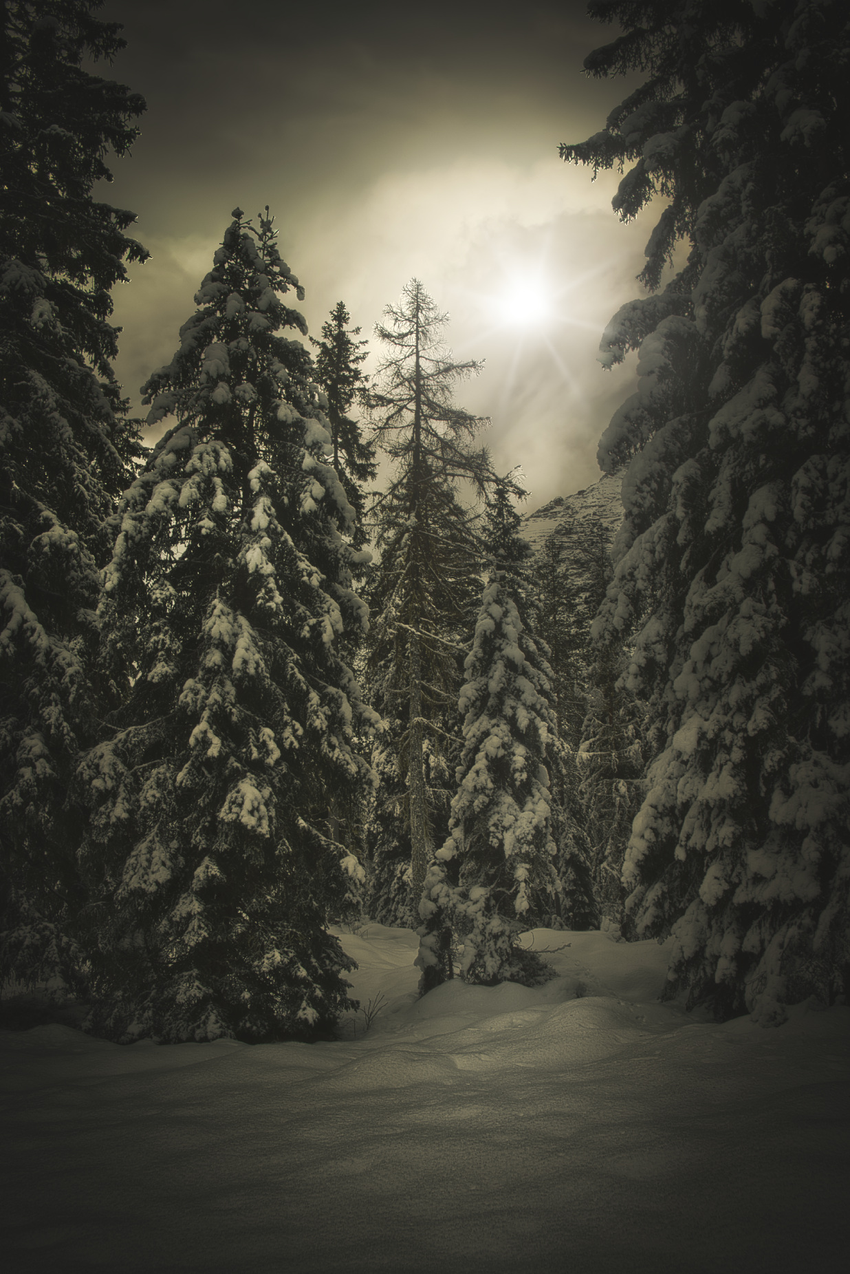 Dark snowy forest...