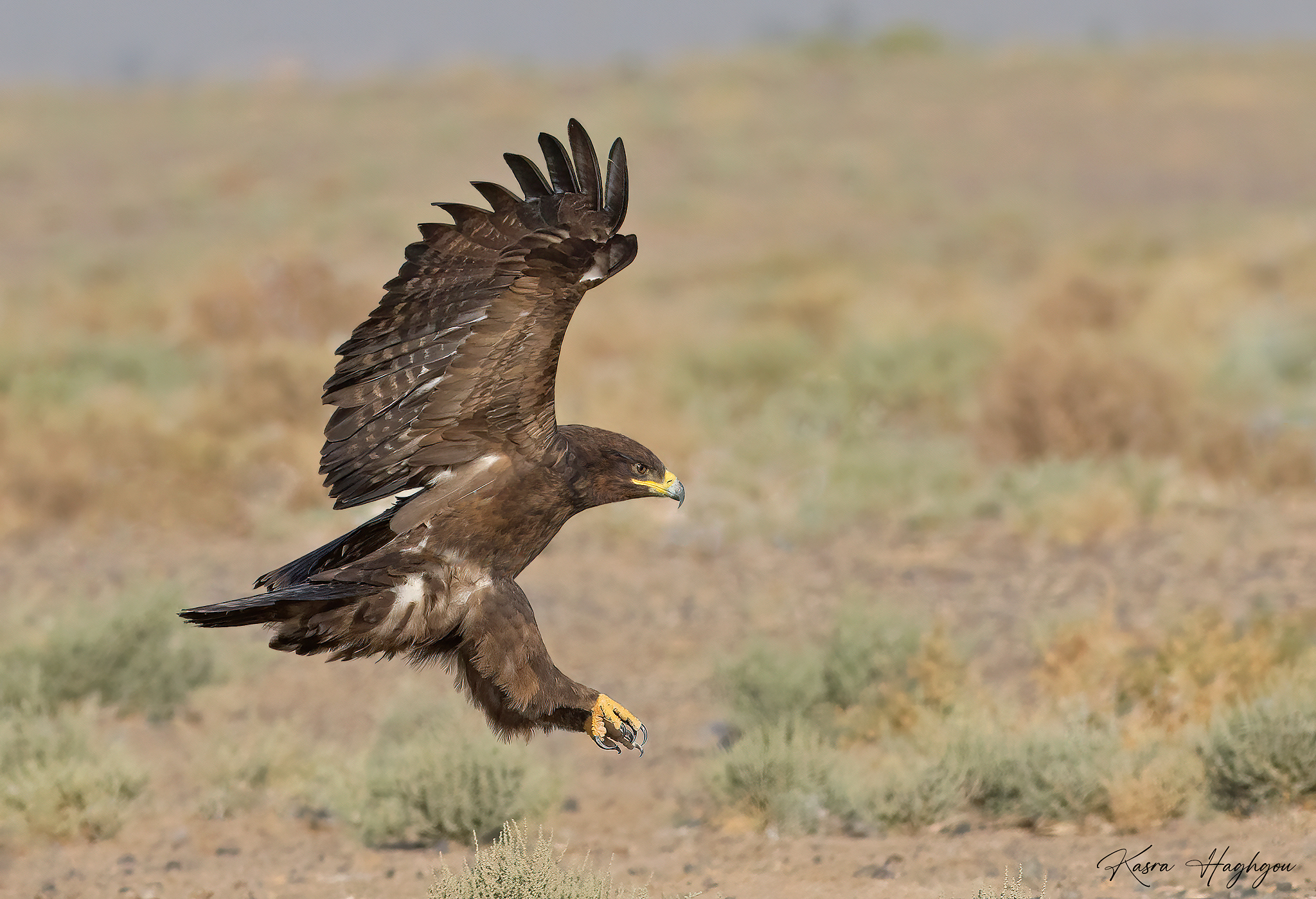 Steppe eagle