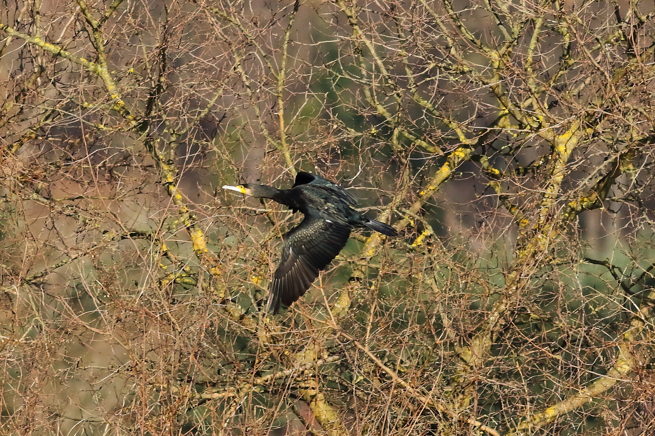 Cormorant 03 January 2024 - 5557