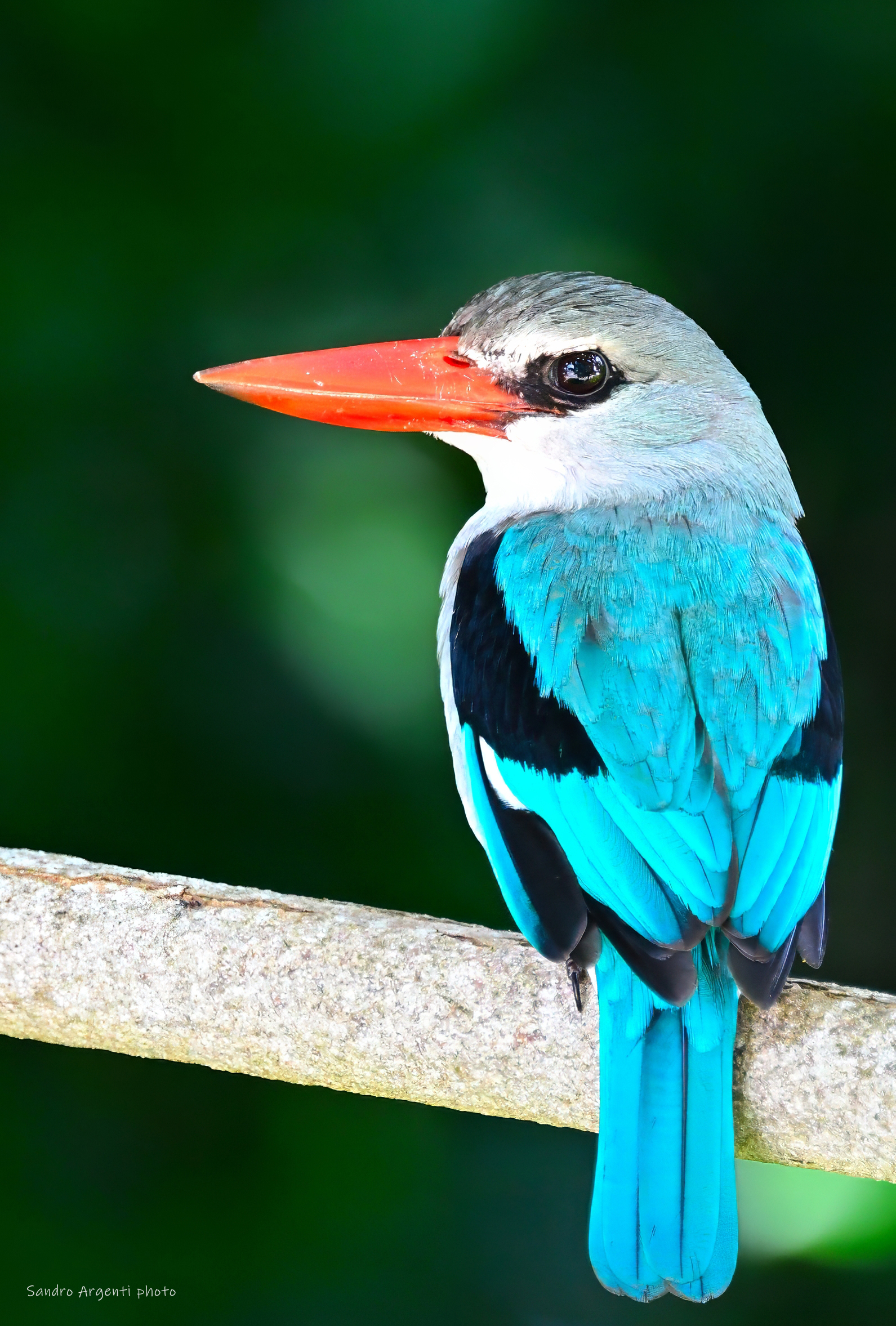 Martin pescatore delle mangrovie (Halcyon senegaloides)