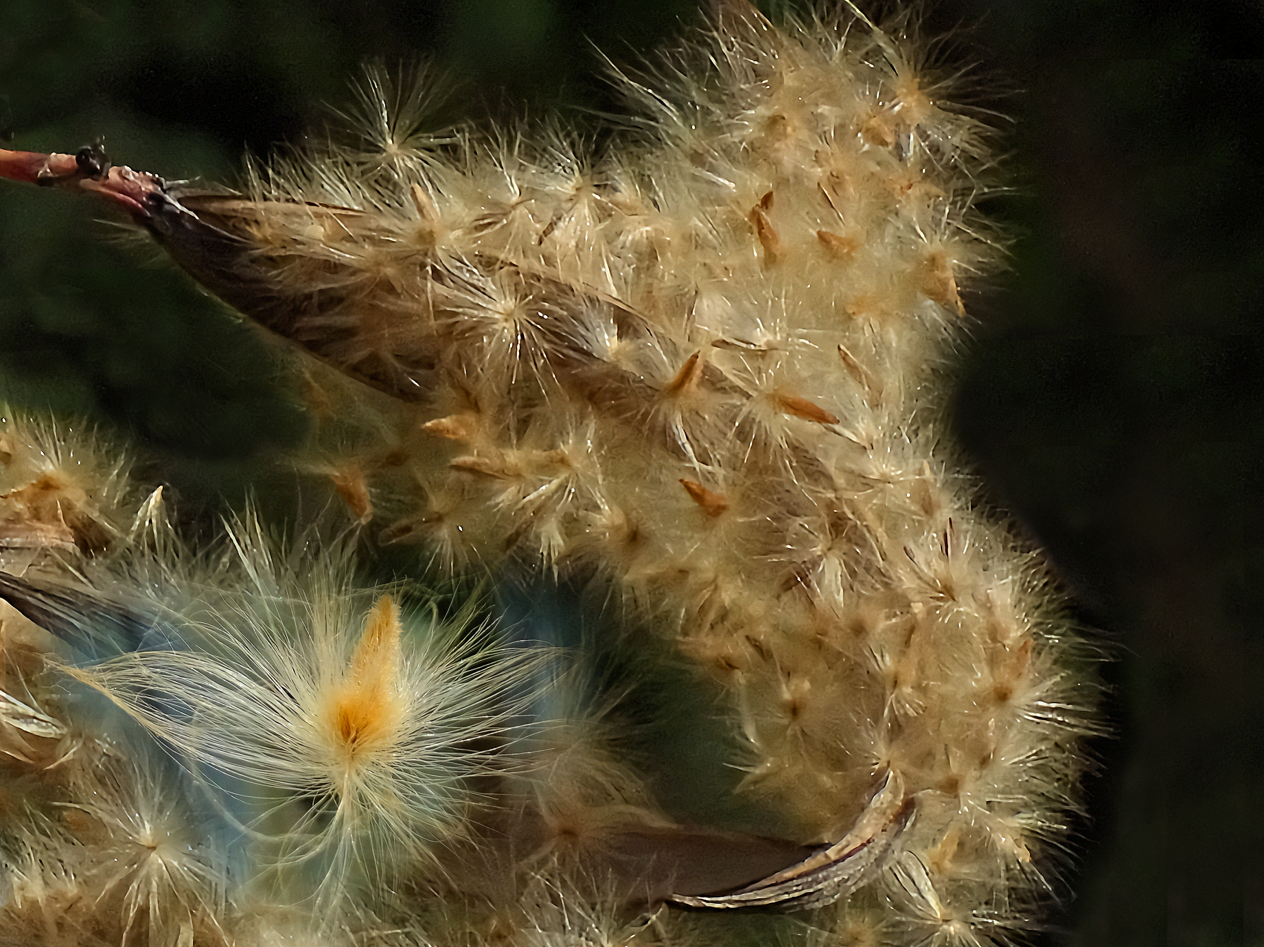 Olendro semi - 50X crop.2,81