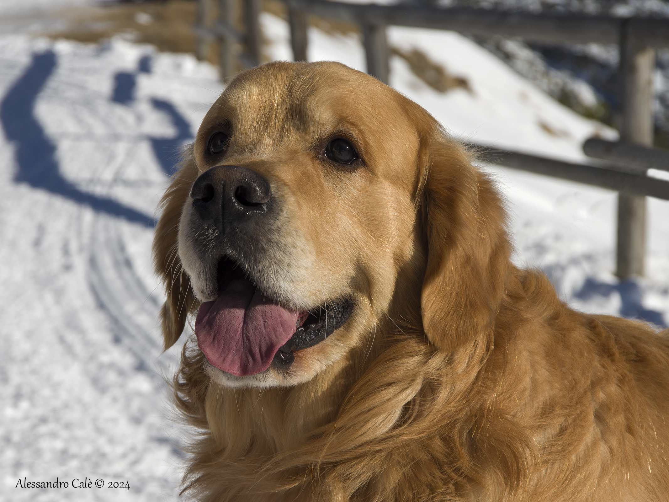 Un simpatico amico 6508