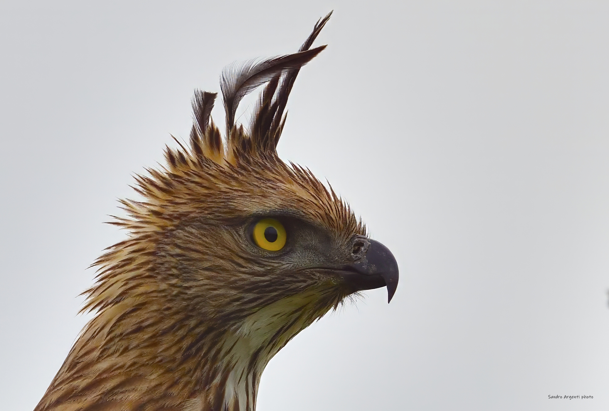 Il curioso profilo dell'Aquila dal ciuffo variabile