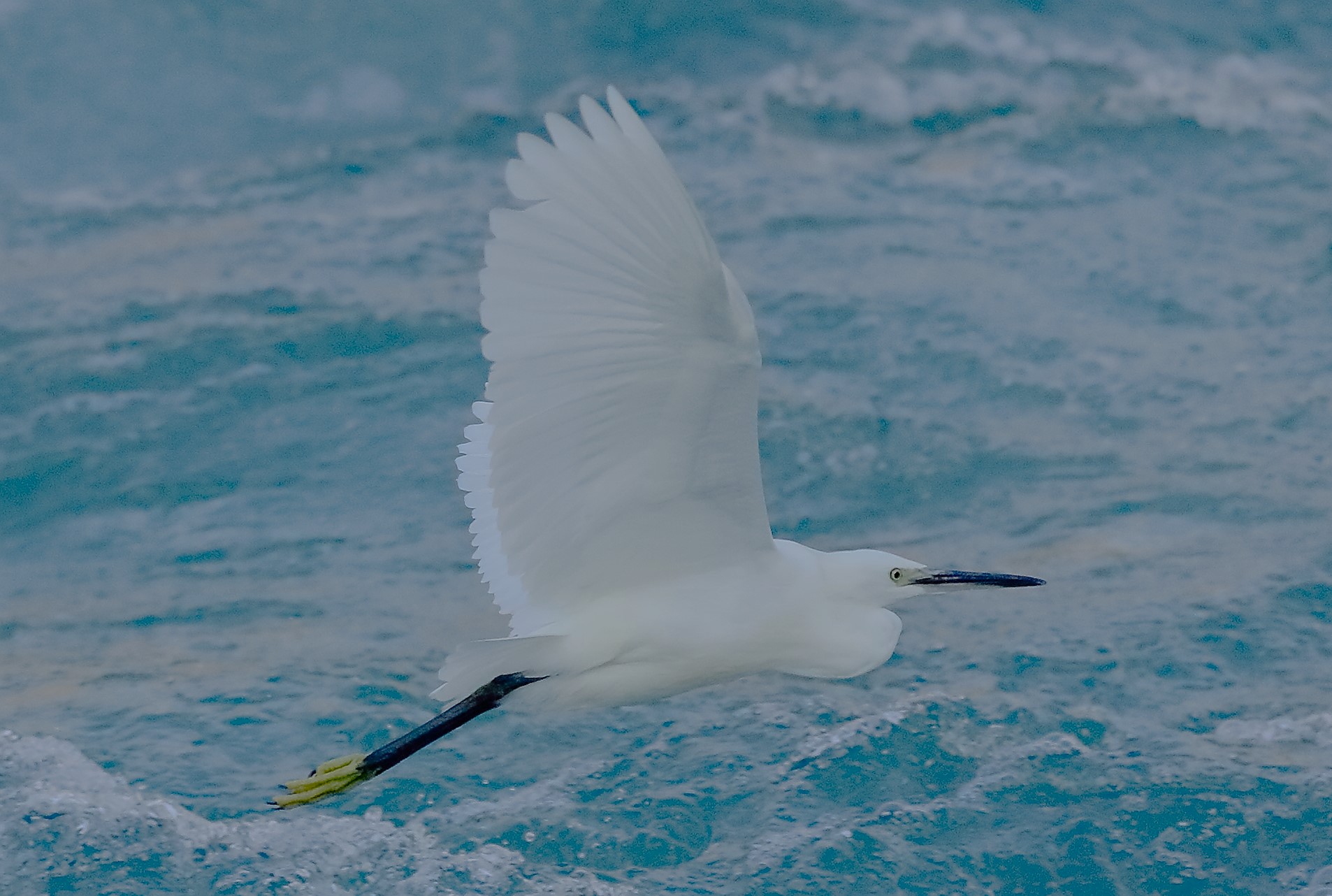 Little Egret 29-09-2023