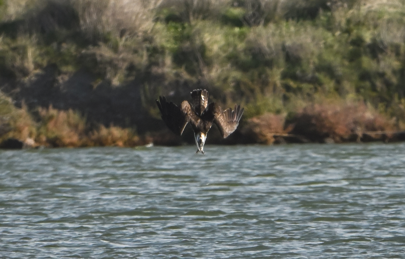 The entry of the Osprey into the water