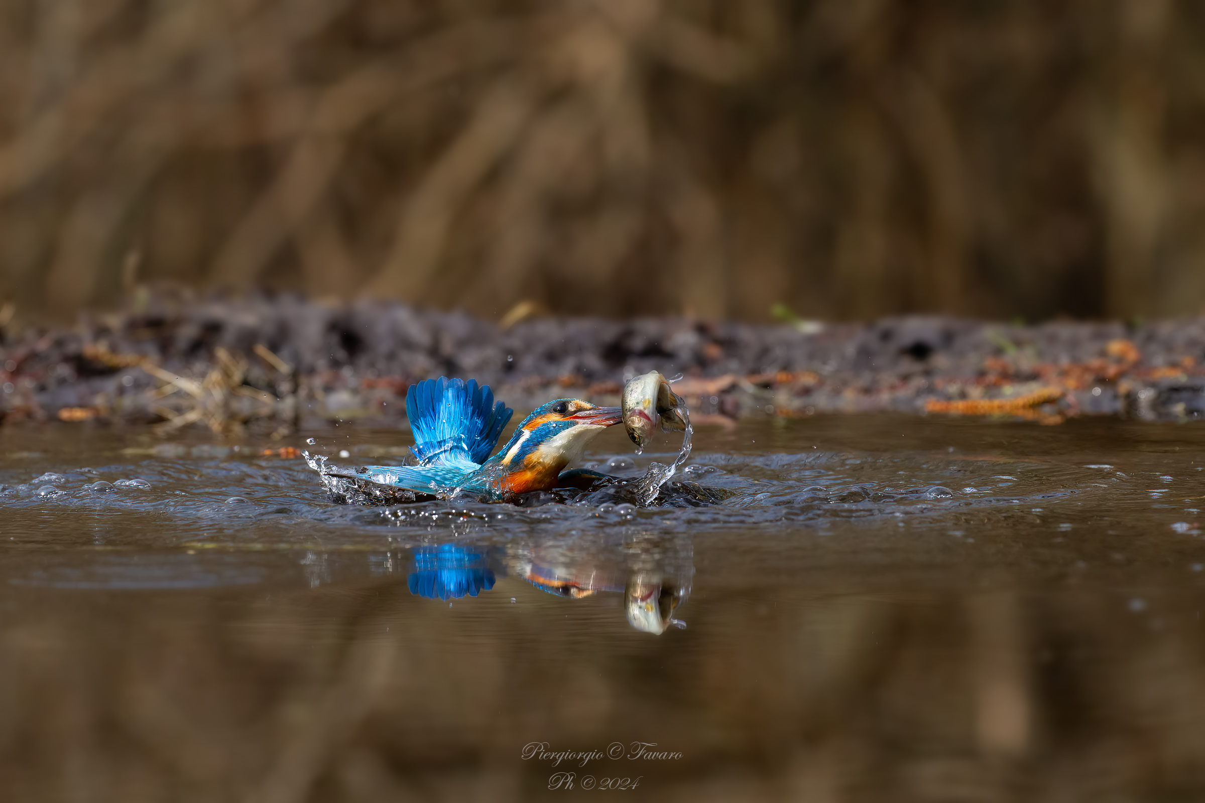Martin Pescatore