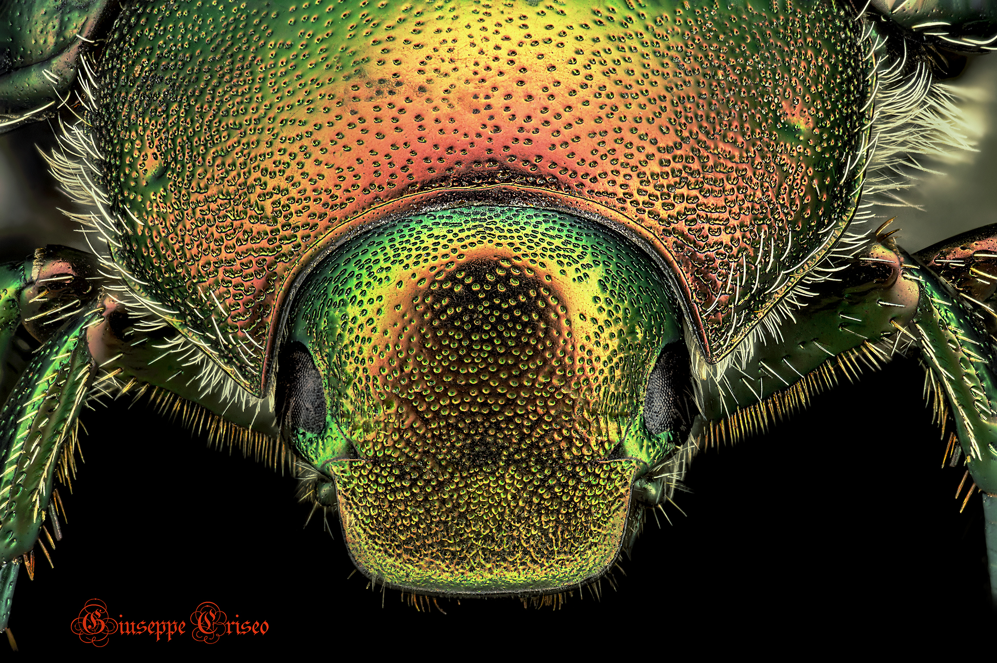 Phyllopertha horticola, Coleoptera