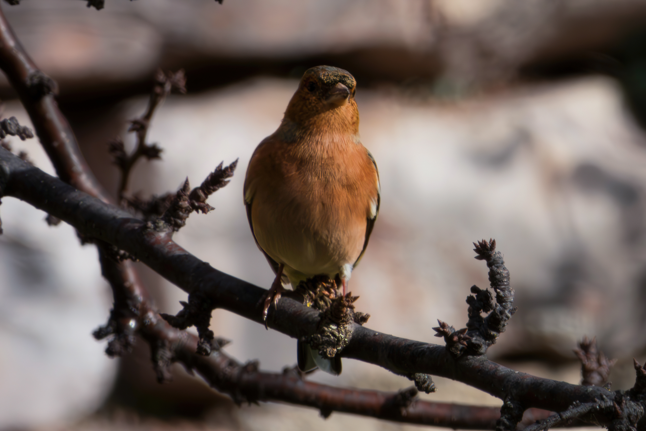 Chaffinch