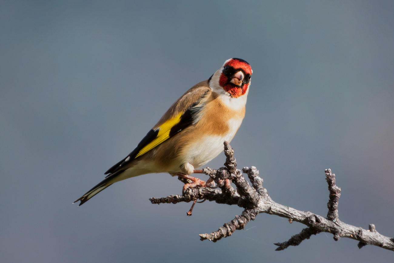 Goldfinch