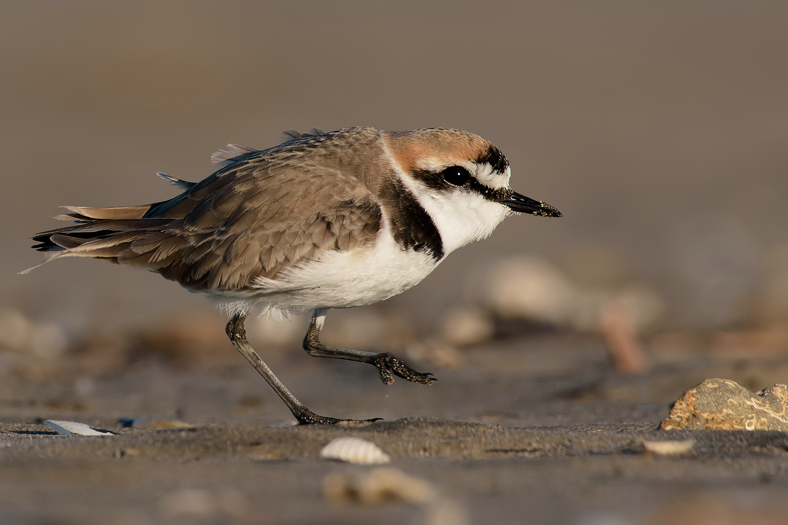 Plover (Charadrius alexandrinus).