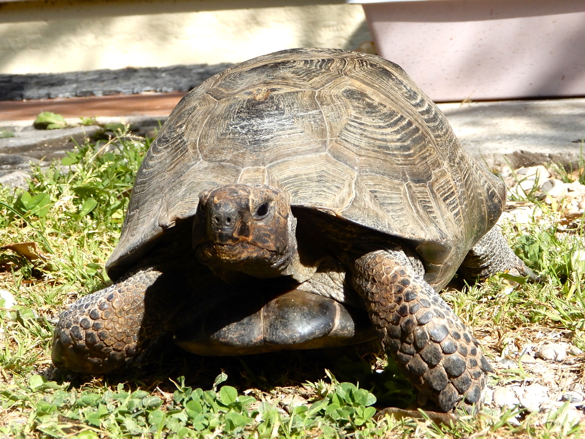 Filippo difende il territorio