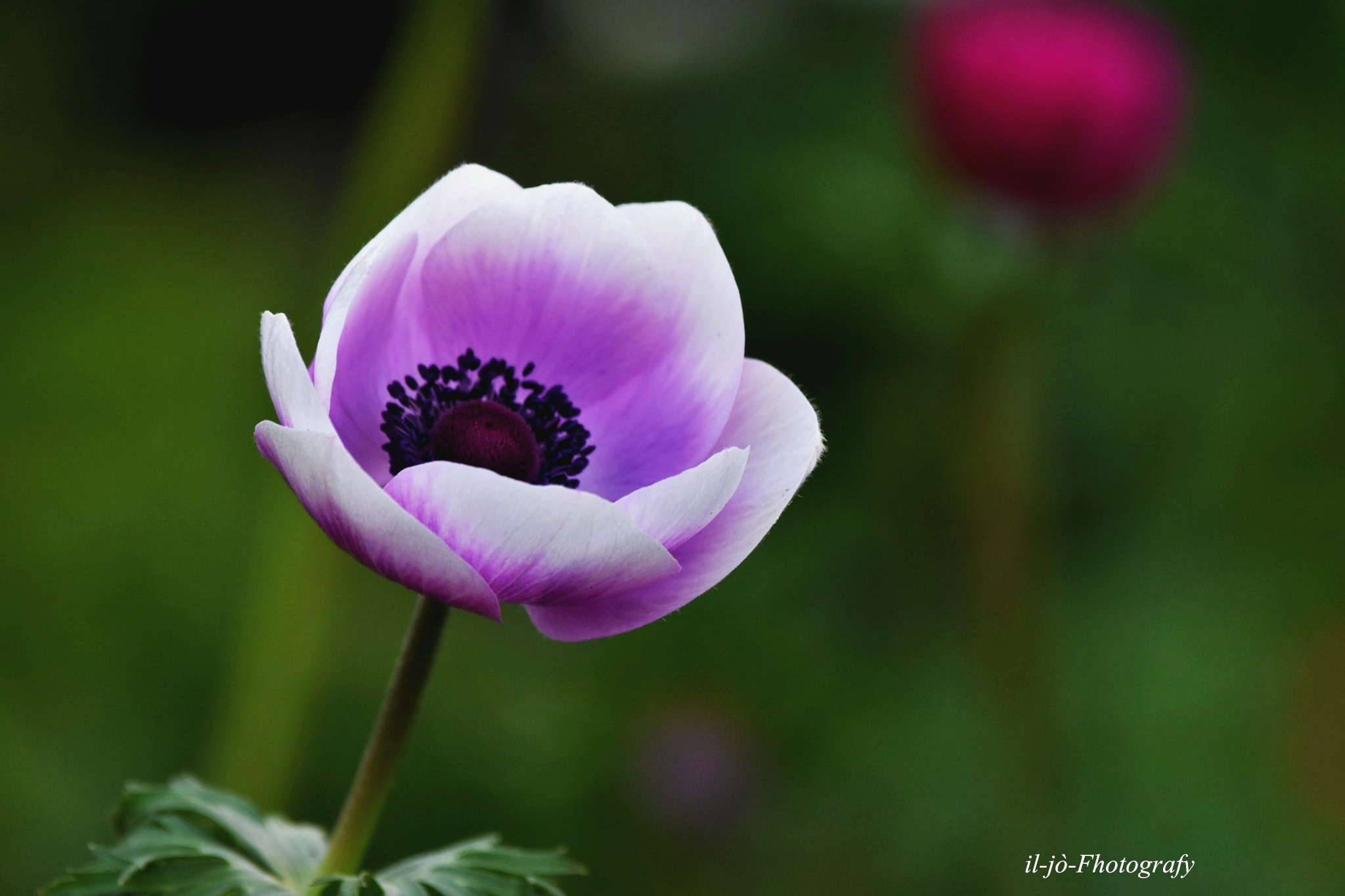 Untitled Photo
