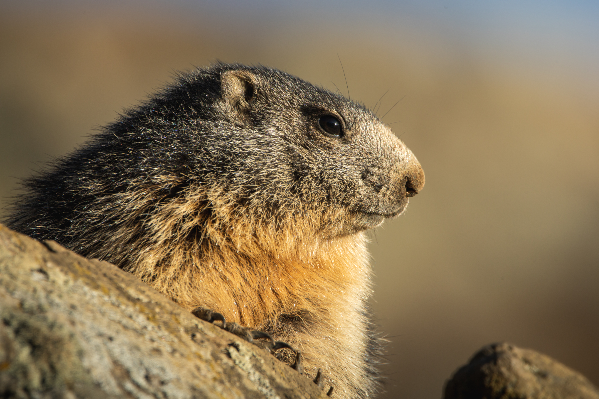 Marmot