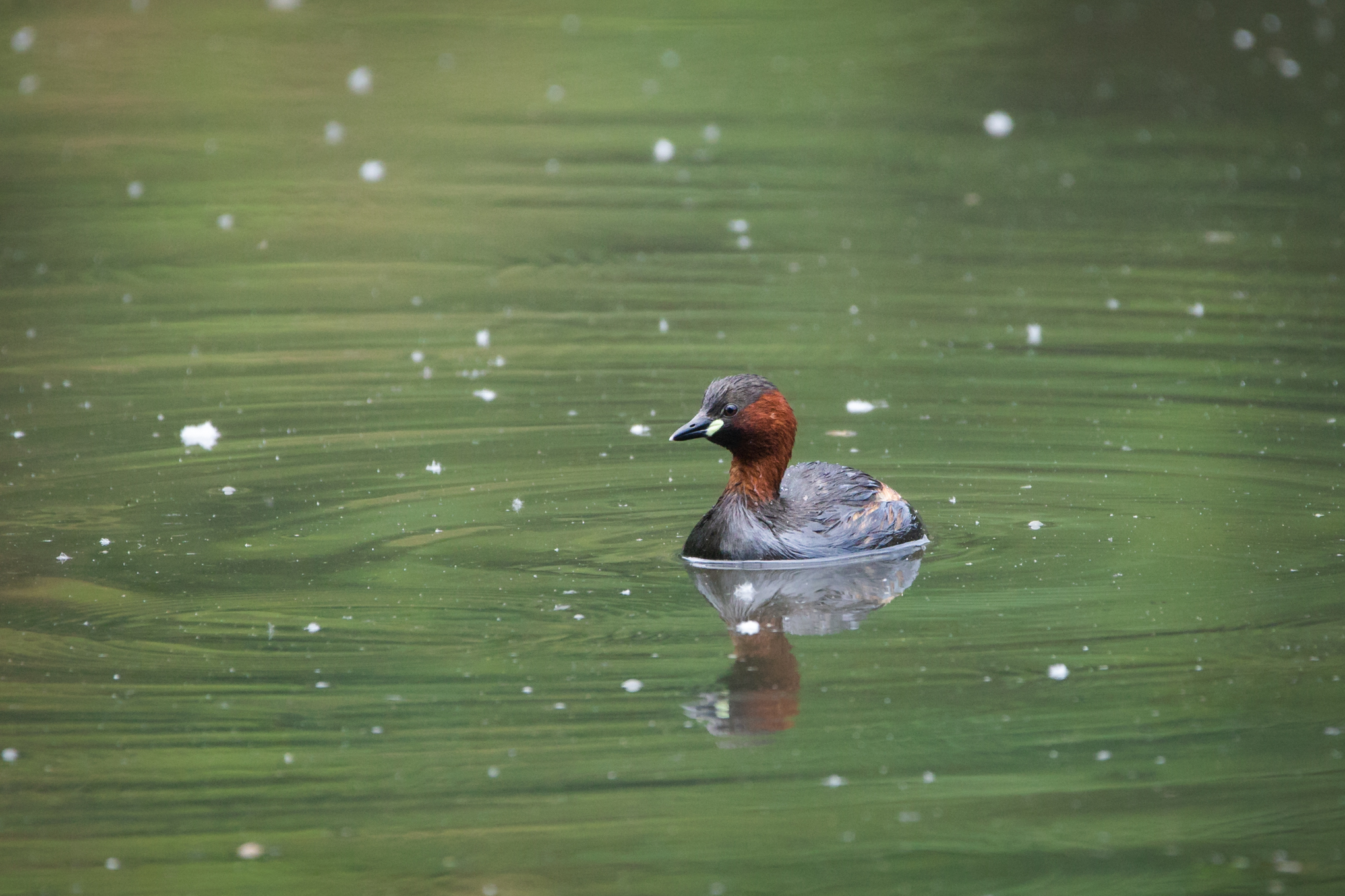 Dabchick